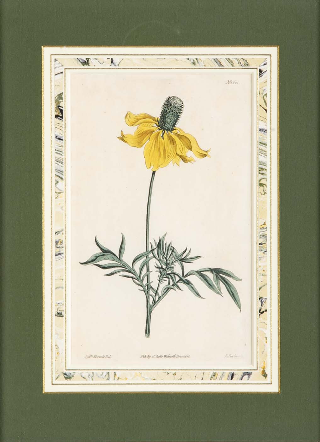 Set of 4 Hand Colored Botanical Prints by William Curtis