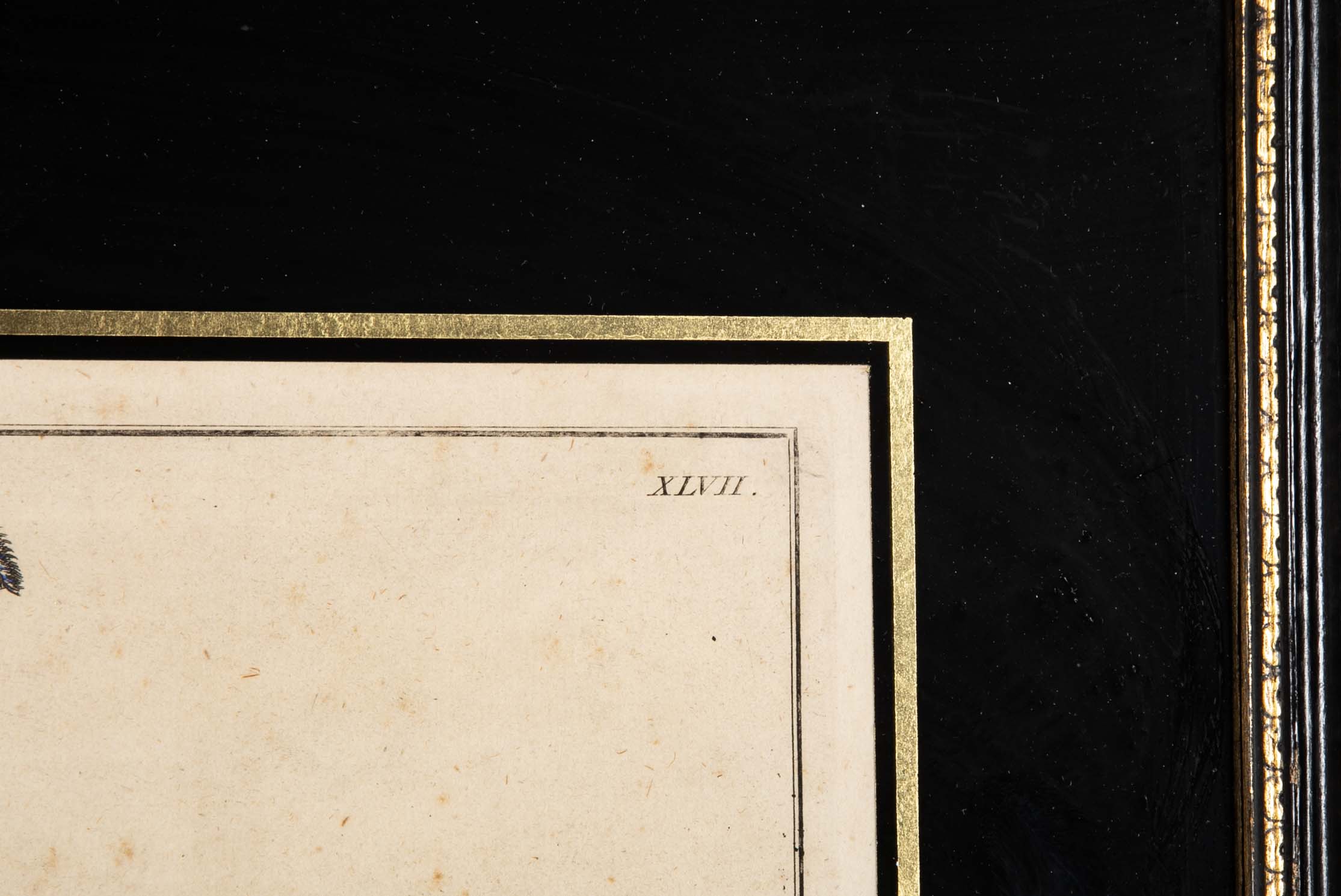 Set of Six 18th Century Hand Colored Prints of Horses by Baron D'Eisenberg