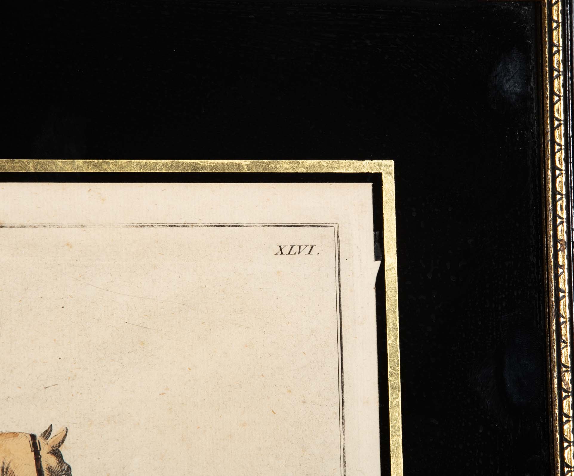 Set of Six 18th Century Hand Colored Prints of Horses by Baron D'Eisenberg