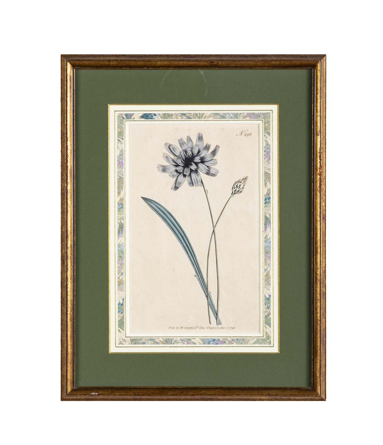 Set of 4 Hand Colored Botanical Prints by William Curtis