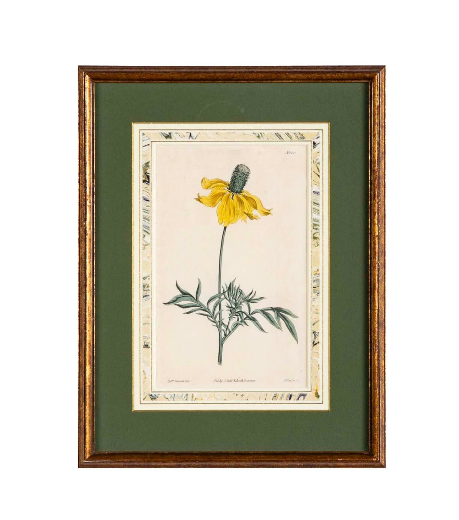 Set of 4 Hand Colored Botanical Prints by William Curtis