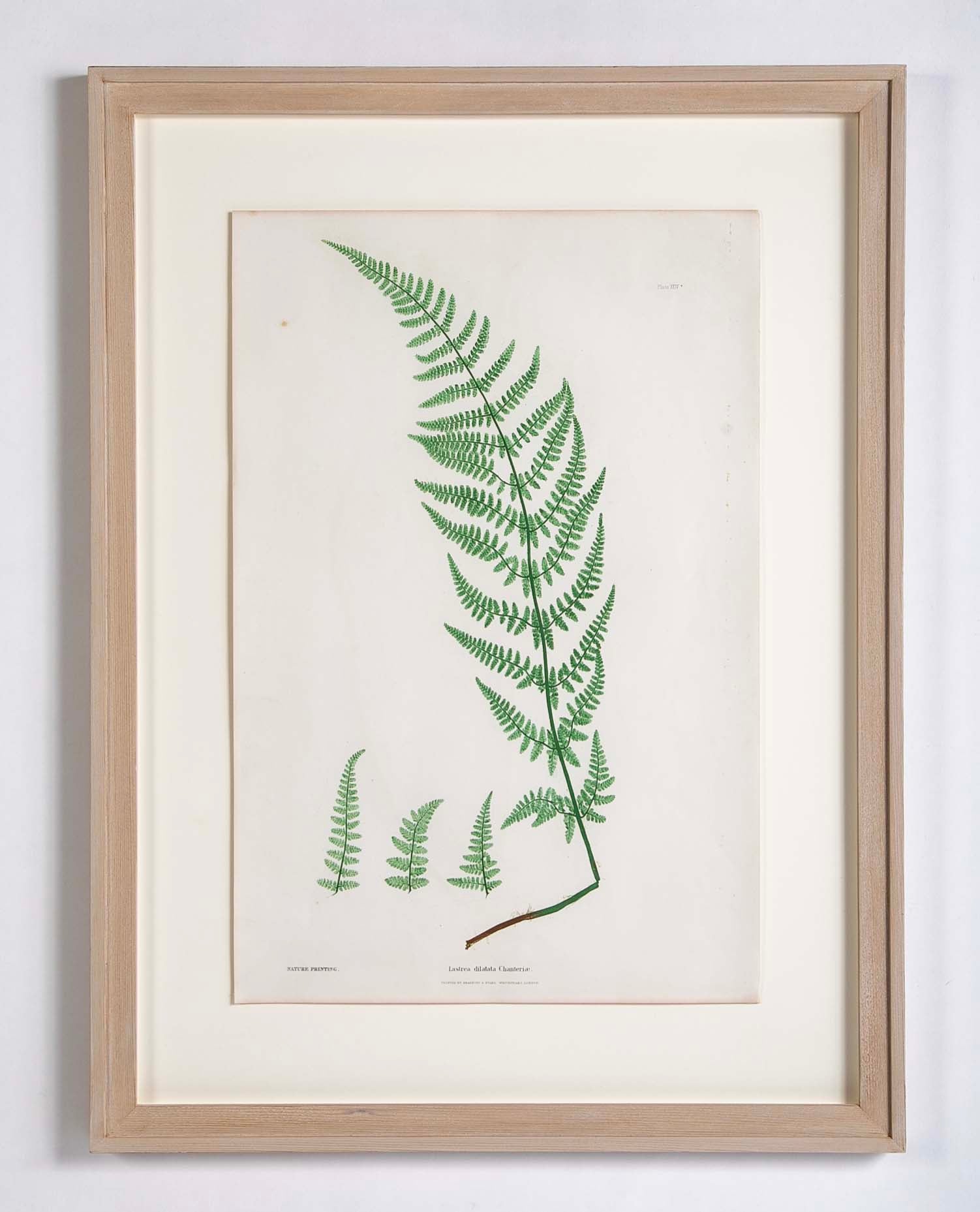 Thomas Moore prints of pressed ferns in Cedar frames