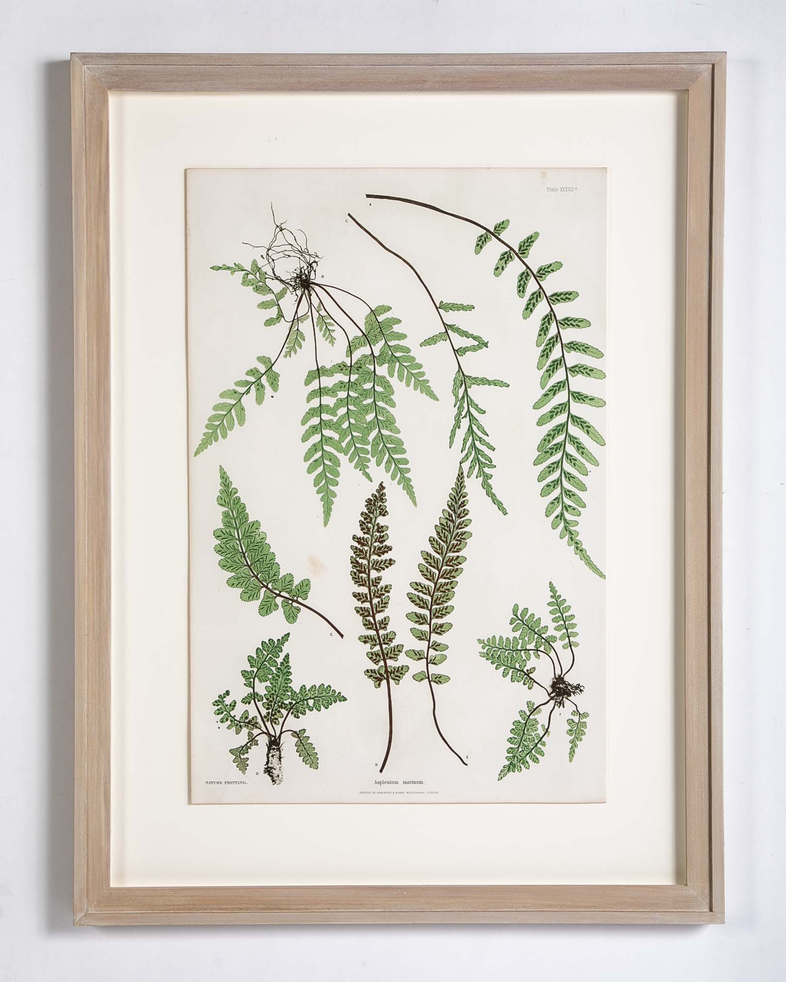 Thomas Moore prints of pressed ferns in Cedar frames