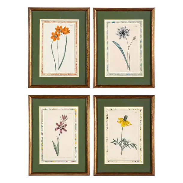 Set of 4 Hand Colored Botanical Prints by William Curtis
