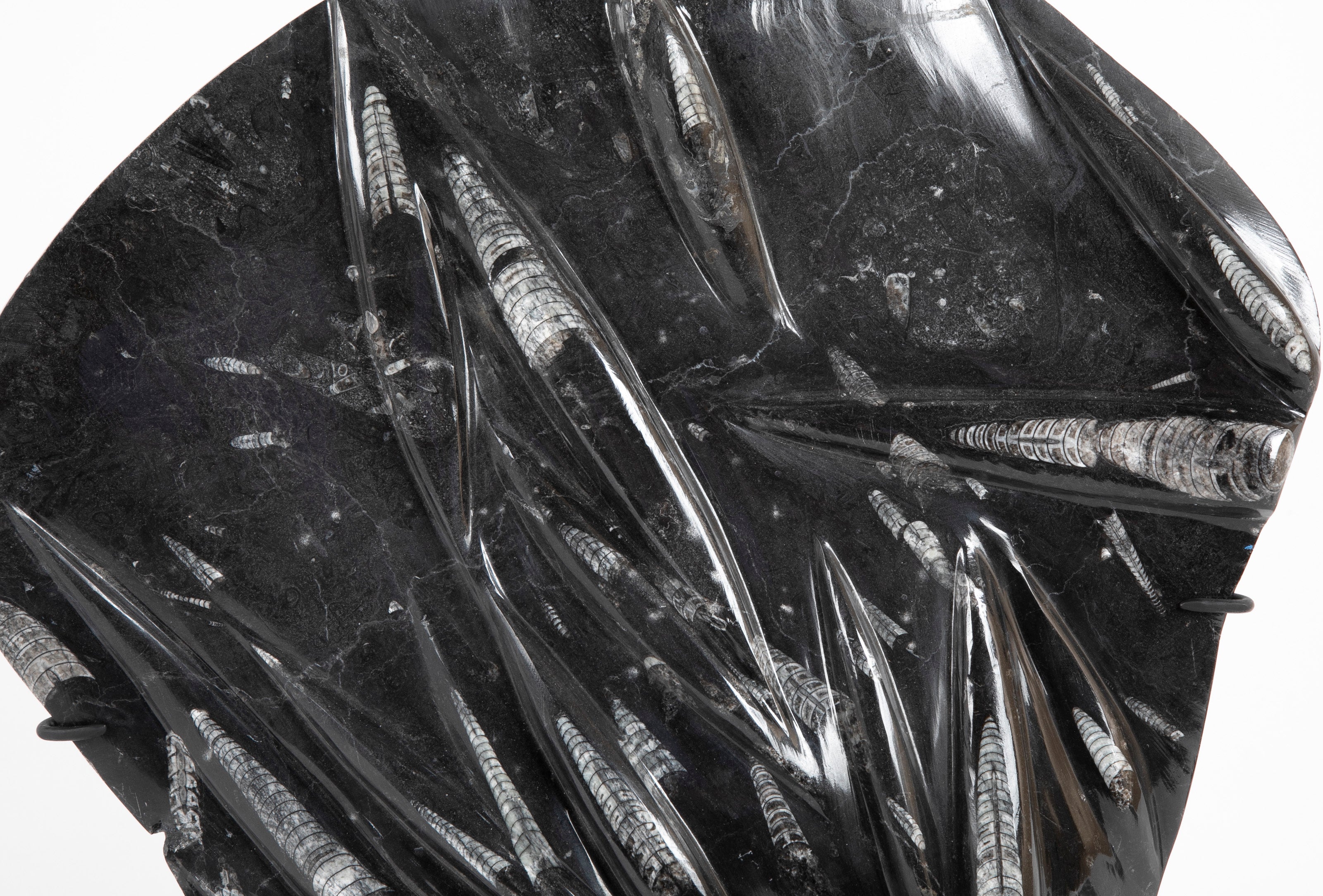 Orthoceras Fossil Plate with Multiple Cephalopods on Modern Stand