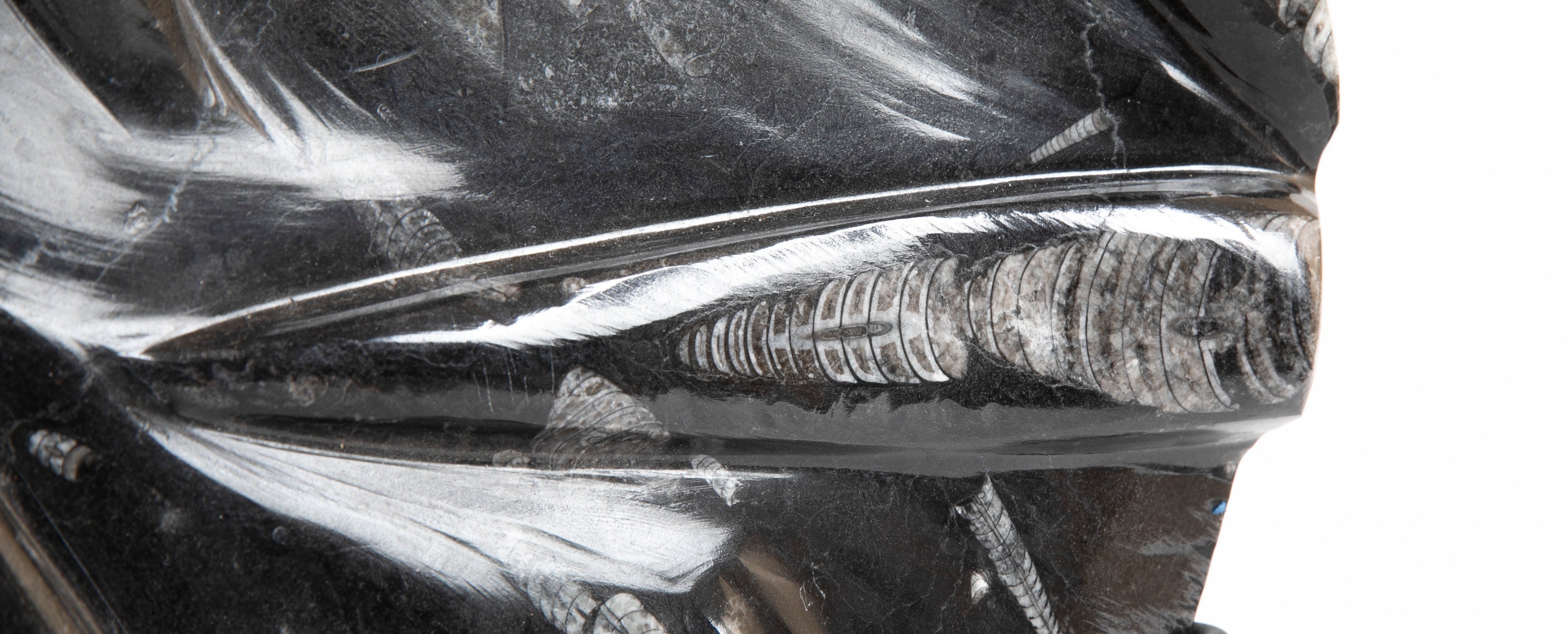 Orthoceras Fossil Plate with Multiple Cephalopods on Modern Stand