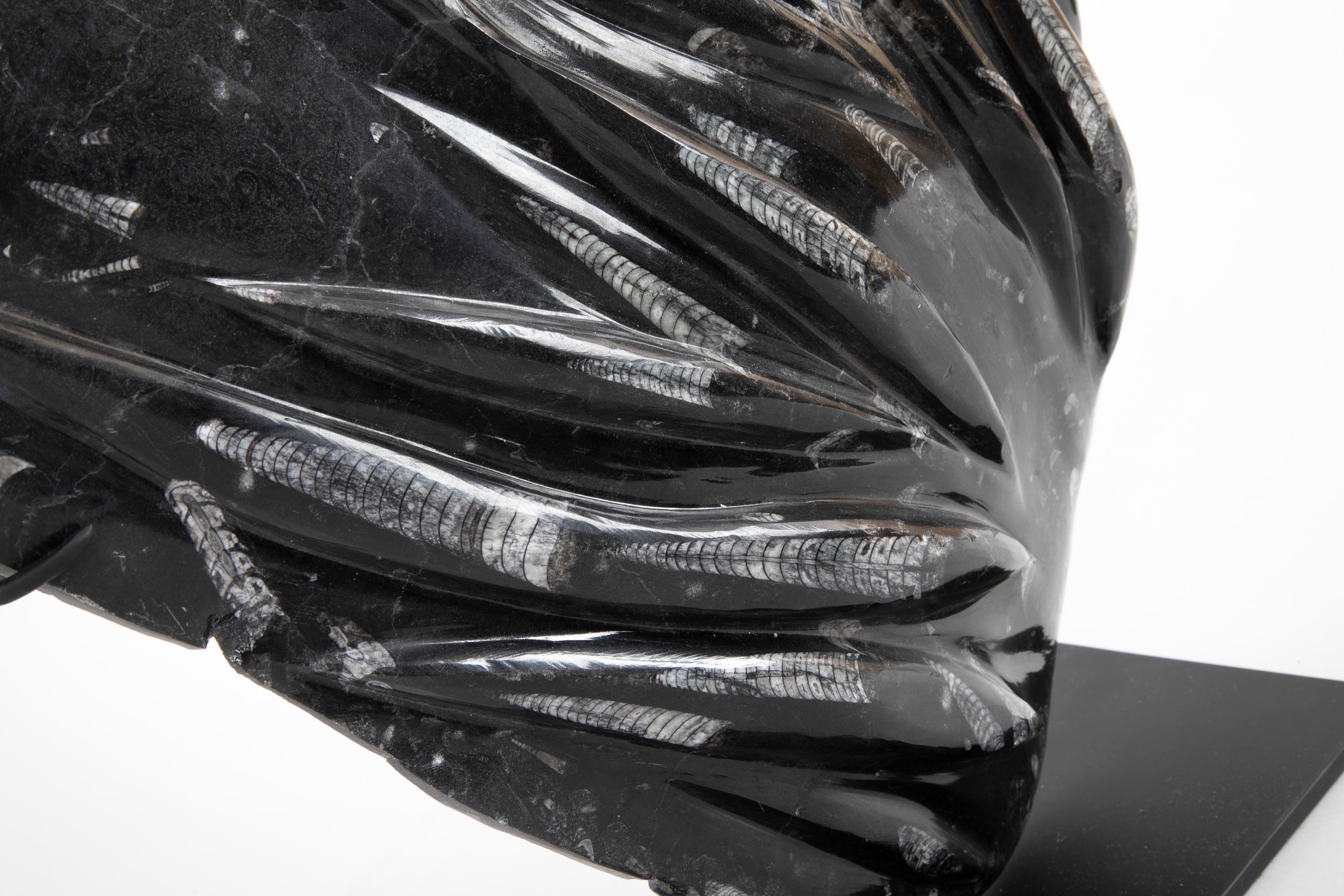 Orthoceras Fossil Plate with Multiple Cephalopods on Modern Stand