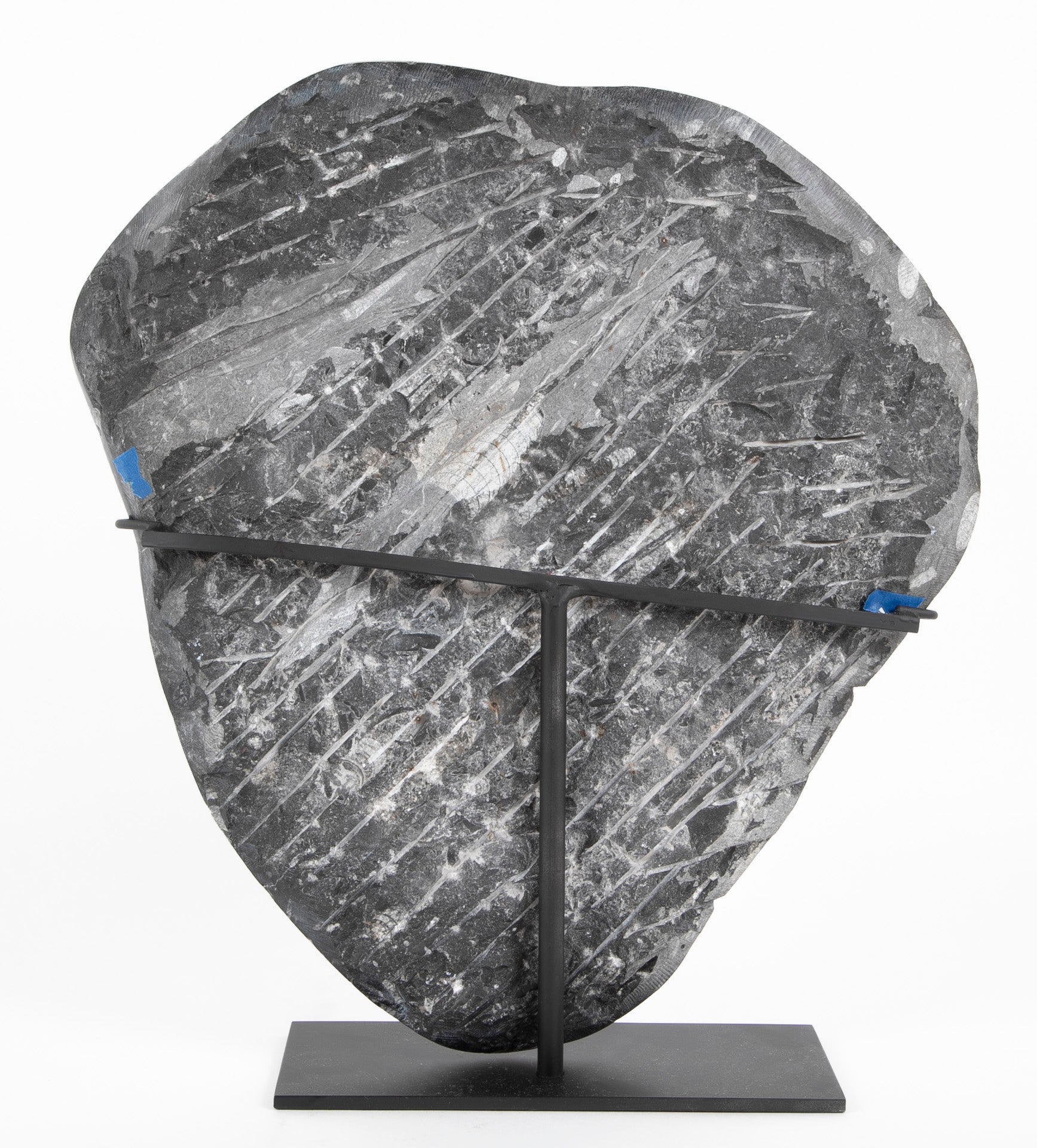 Orthoceras Fossil Plate with Multiple Cephalopods on Modern Stand