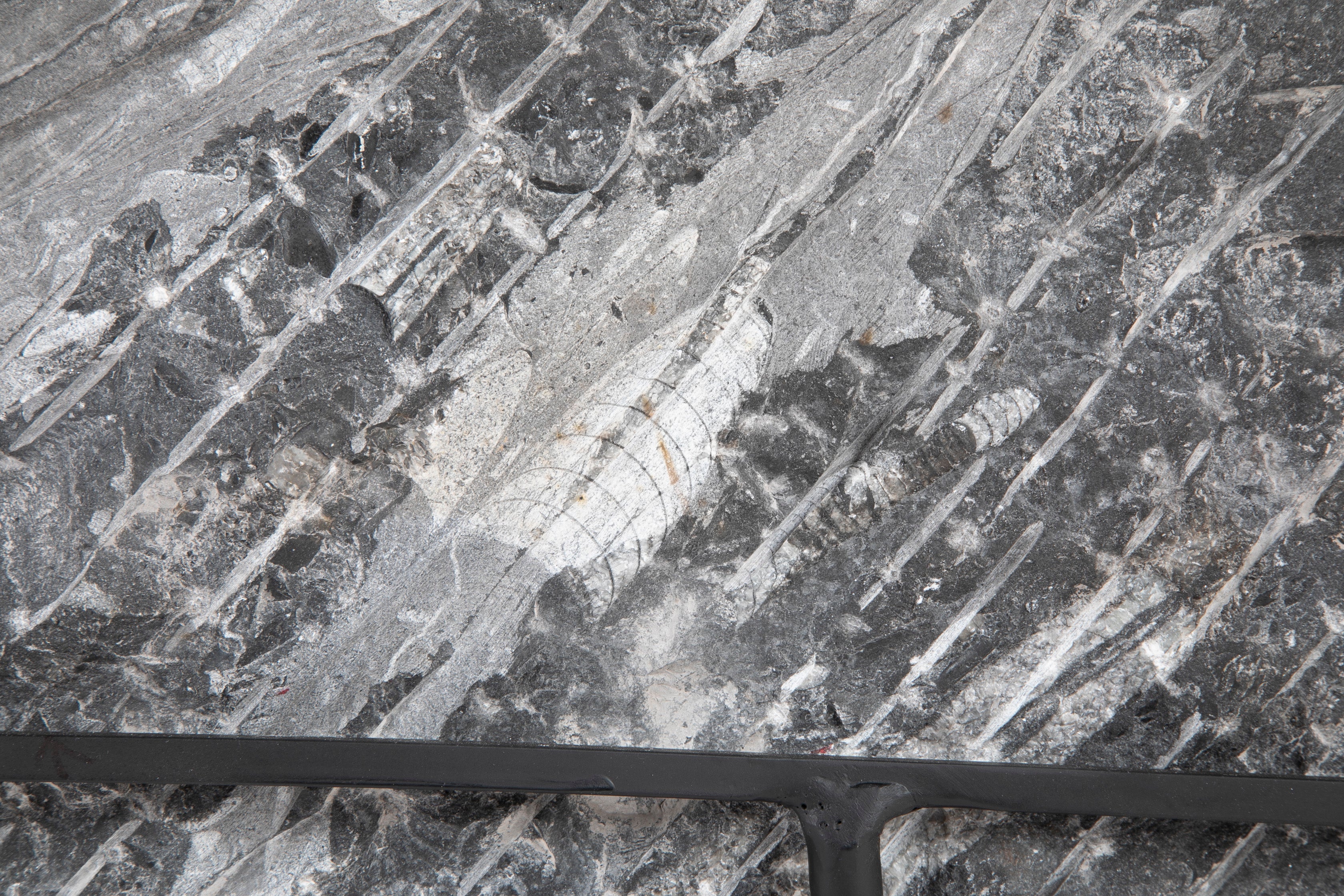 Orthoceras Fossil Plate with Multiple Cephalopods on Modern Stand