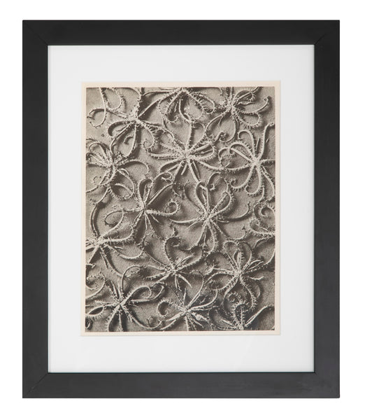 Amazon.com: Karl Blossfeldt: 1865-1932: 9783822874387: Adam