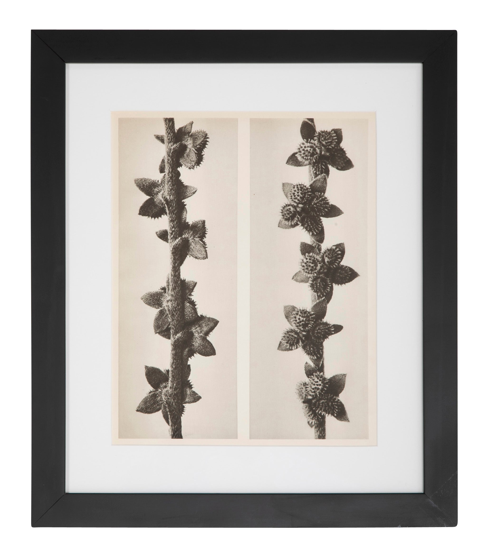 12 Botanical Photogravures by Karl Blossfeldt, Berlin, 1932