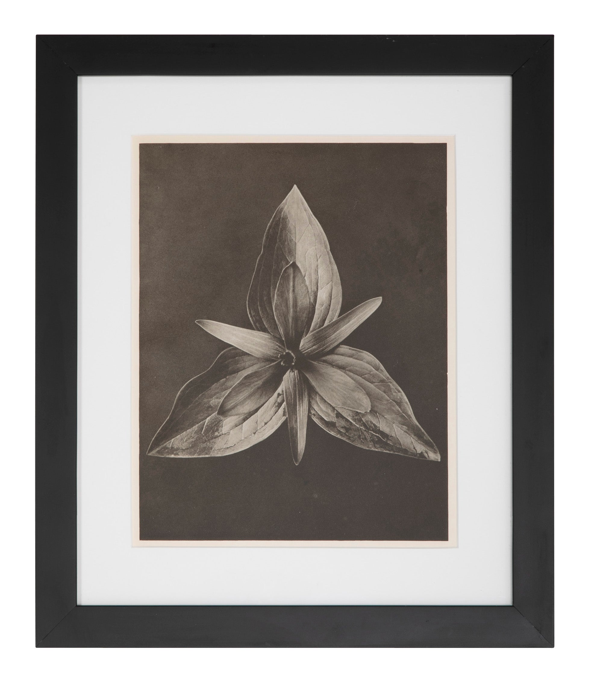 12 Botanical Photogravures by Karl Blossfeldt, Berlin, 1932