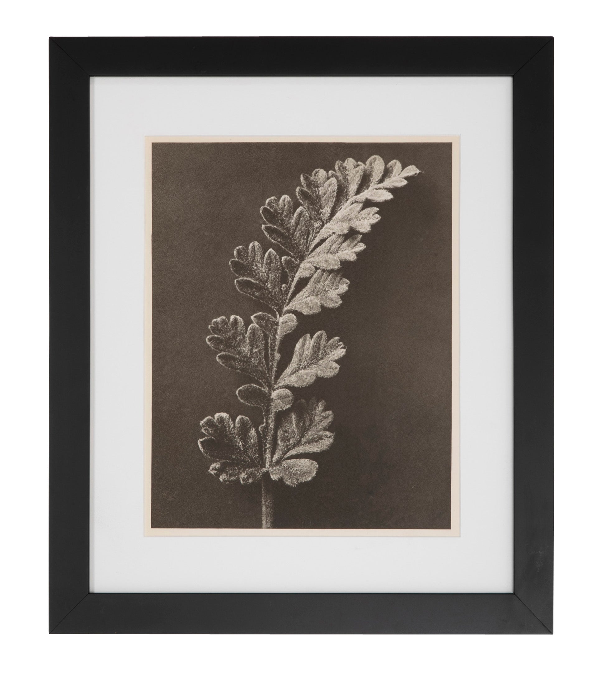 12 Botanical Photogravures by Karl Blossfeldt, Berlin, 1932