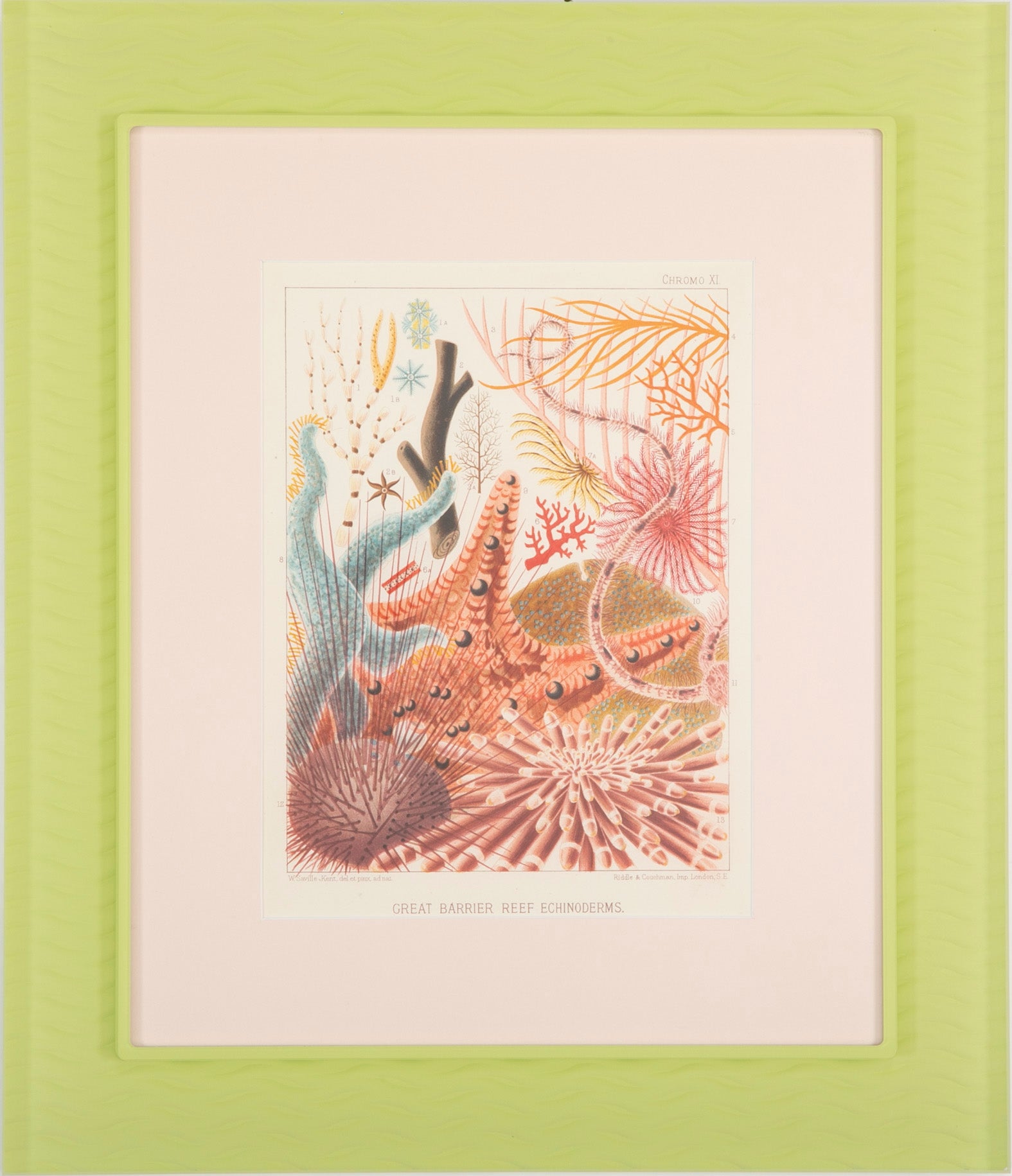 Set of Eight Chromolithographs of Australia's Great Barrier Reef