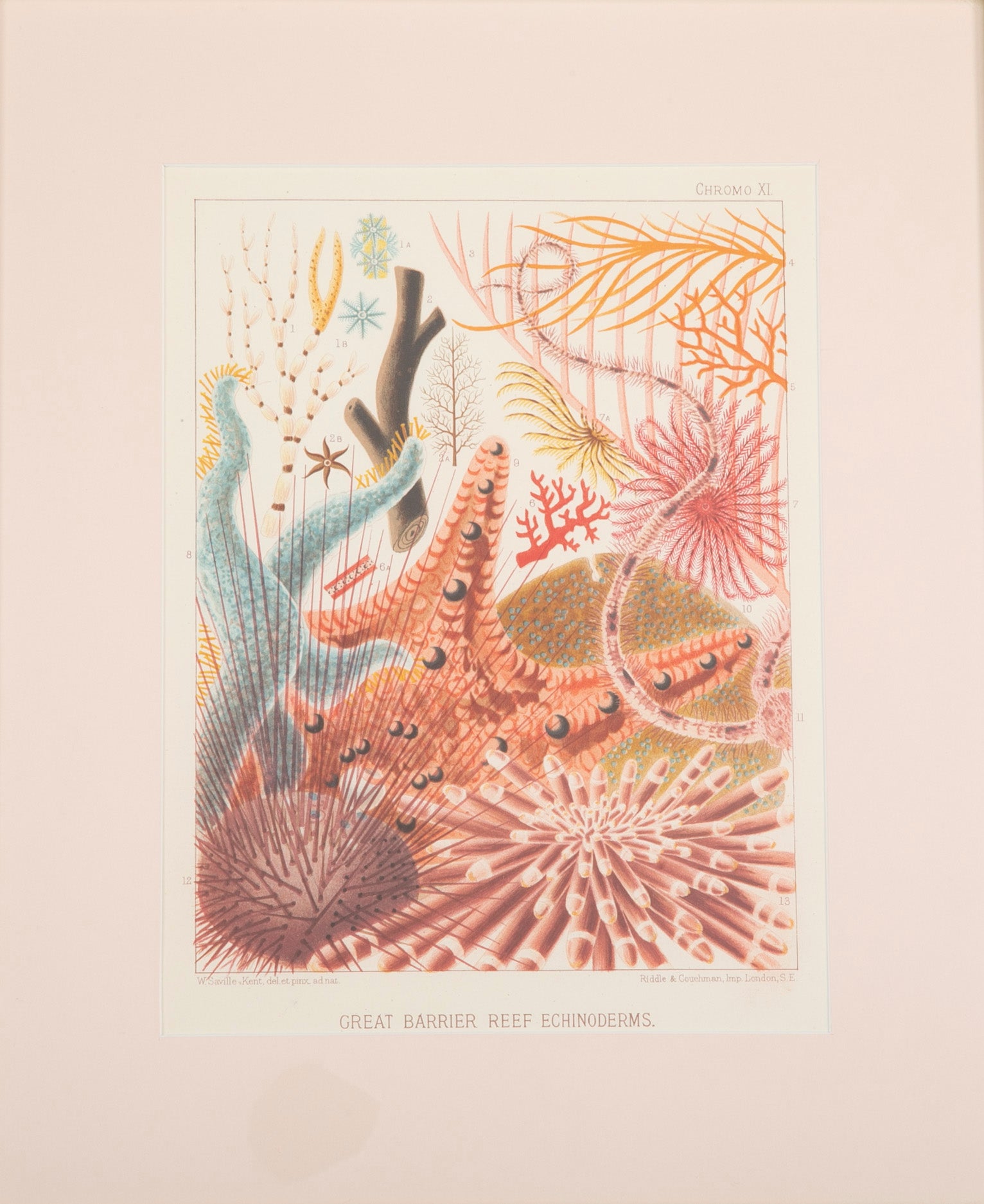 Set of Eight Chromolithographs of Australia's Great Barrier Reef
