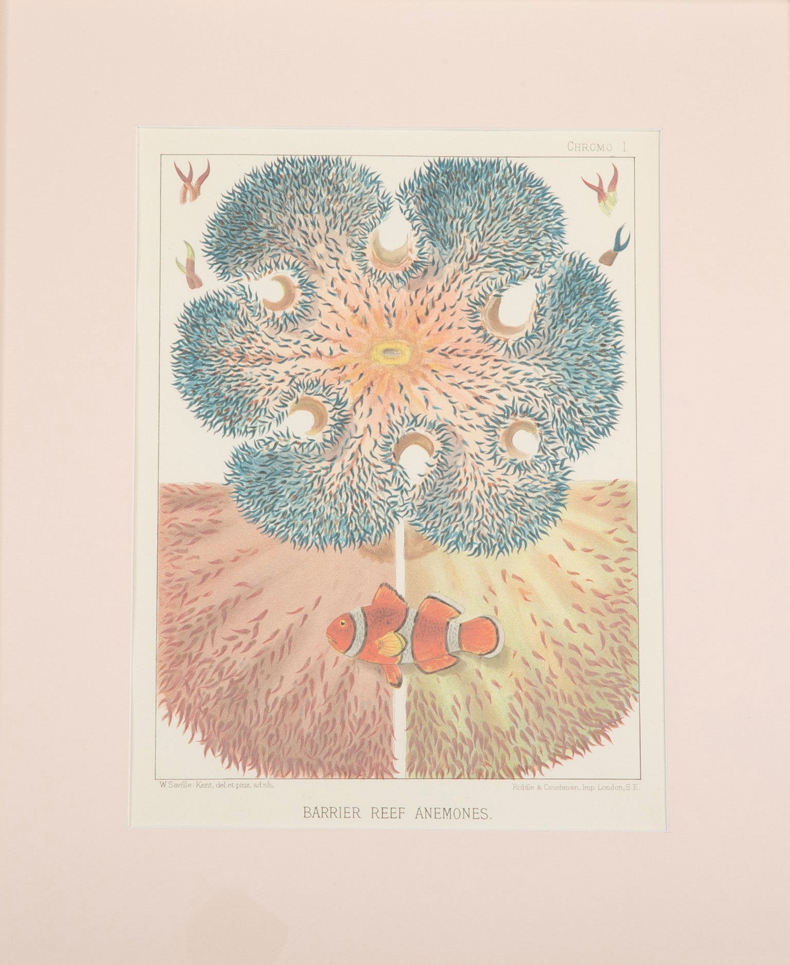 Set of Eight Chromolithographs of Australia's Great Barrier Reef
