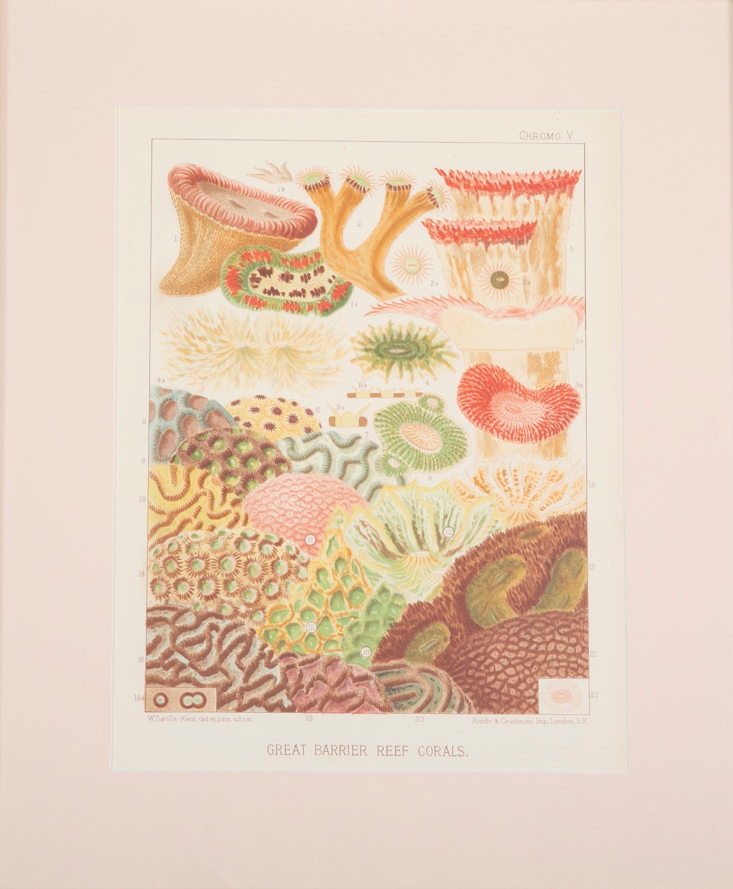 Set of Eight Chromolithographs of Australia's Great Barrier Reef