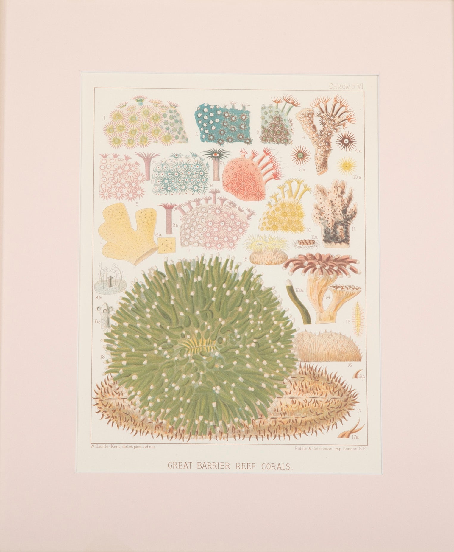 Set of Eight Chromolithographs of Australia's Great Barrier Reef