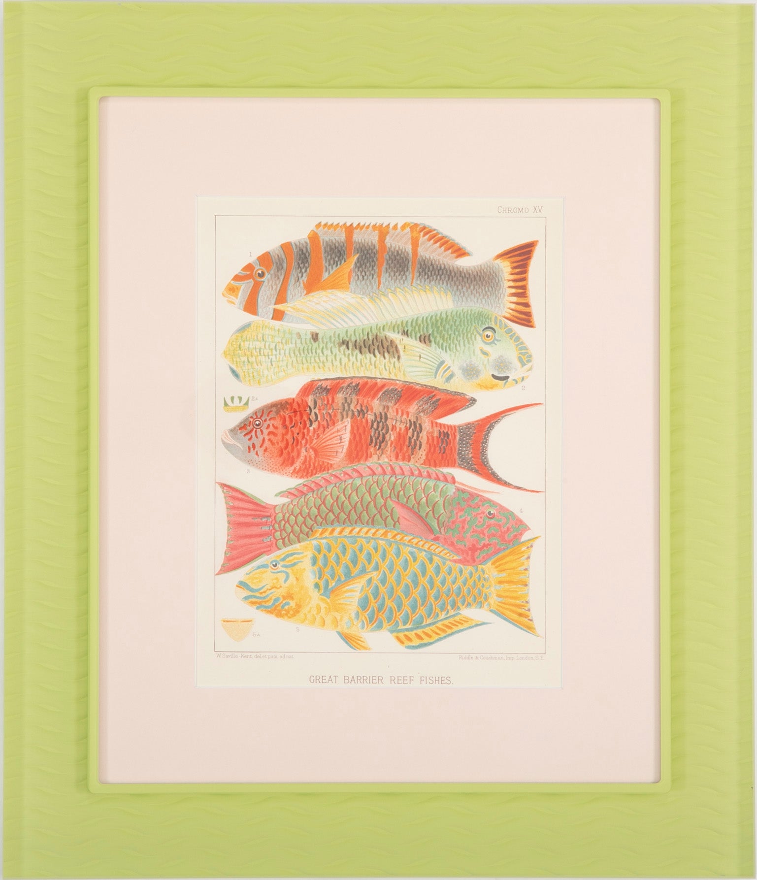 Set of Eight Chromolithographs of Australia's Great Barrier Reef