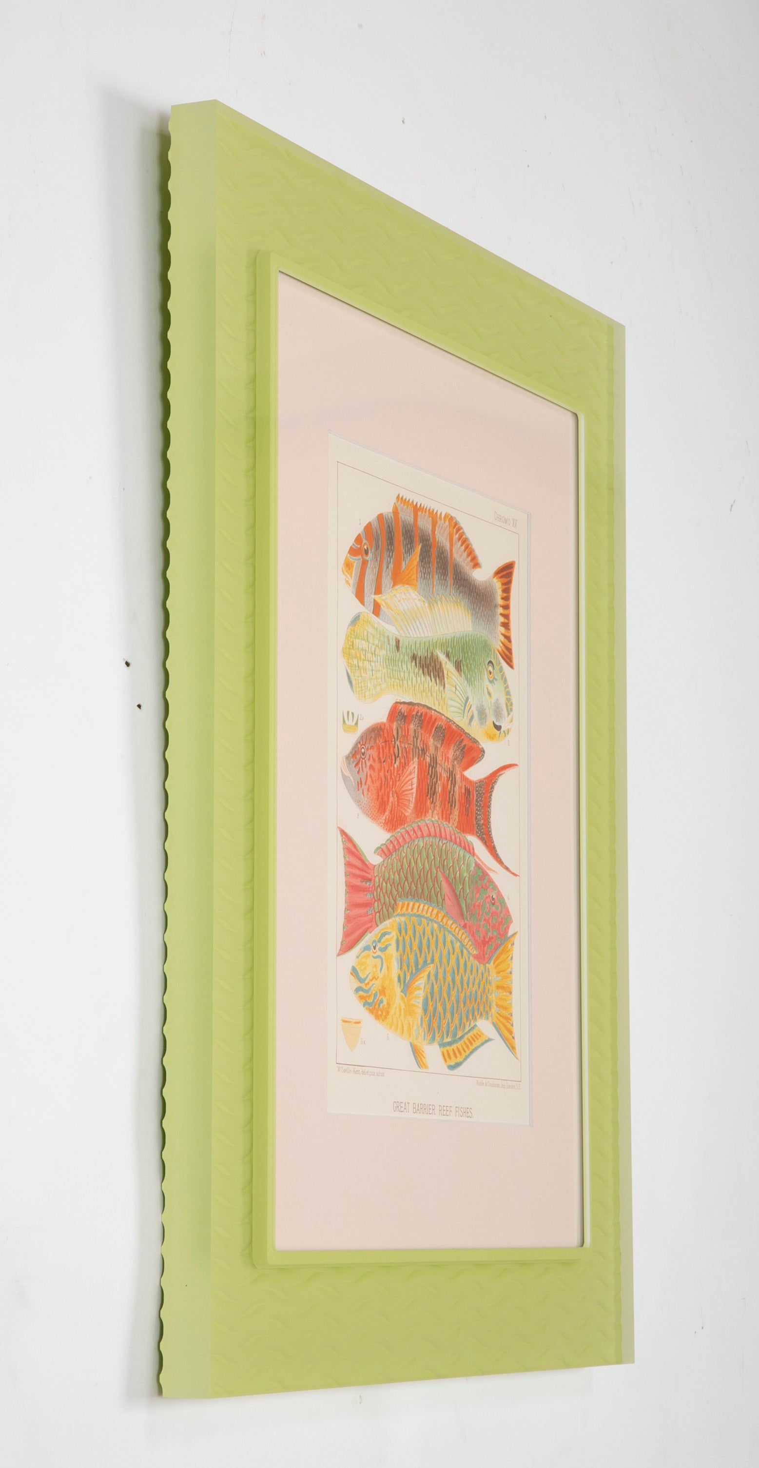 Set of Eight Chromolithographs of Australia's Great Barrier Reef