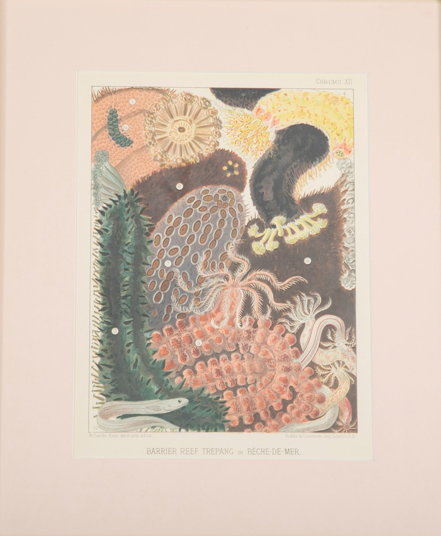 Set of Eight Chromolithographs of Australia's Great Barrier Reef