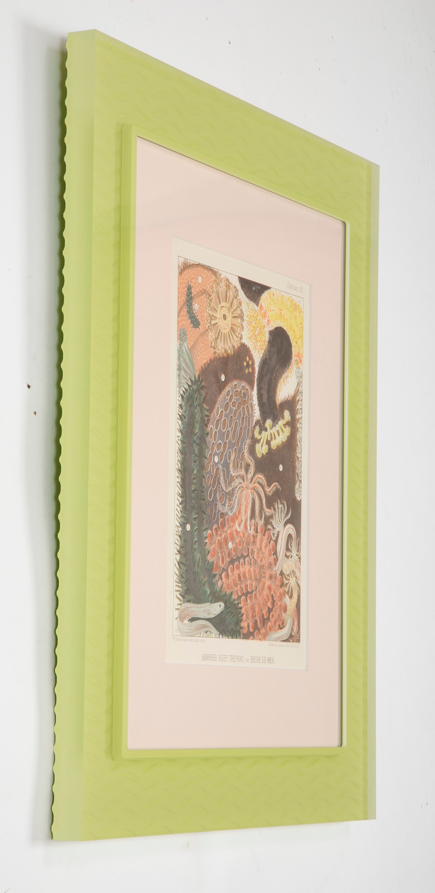 Set of Eight Chromolithographs of Australia's Great Barrier Reef