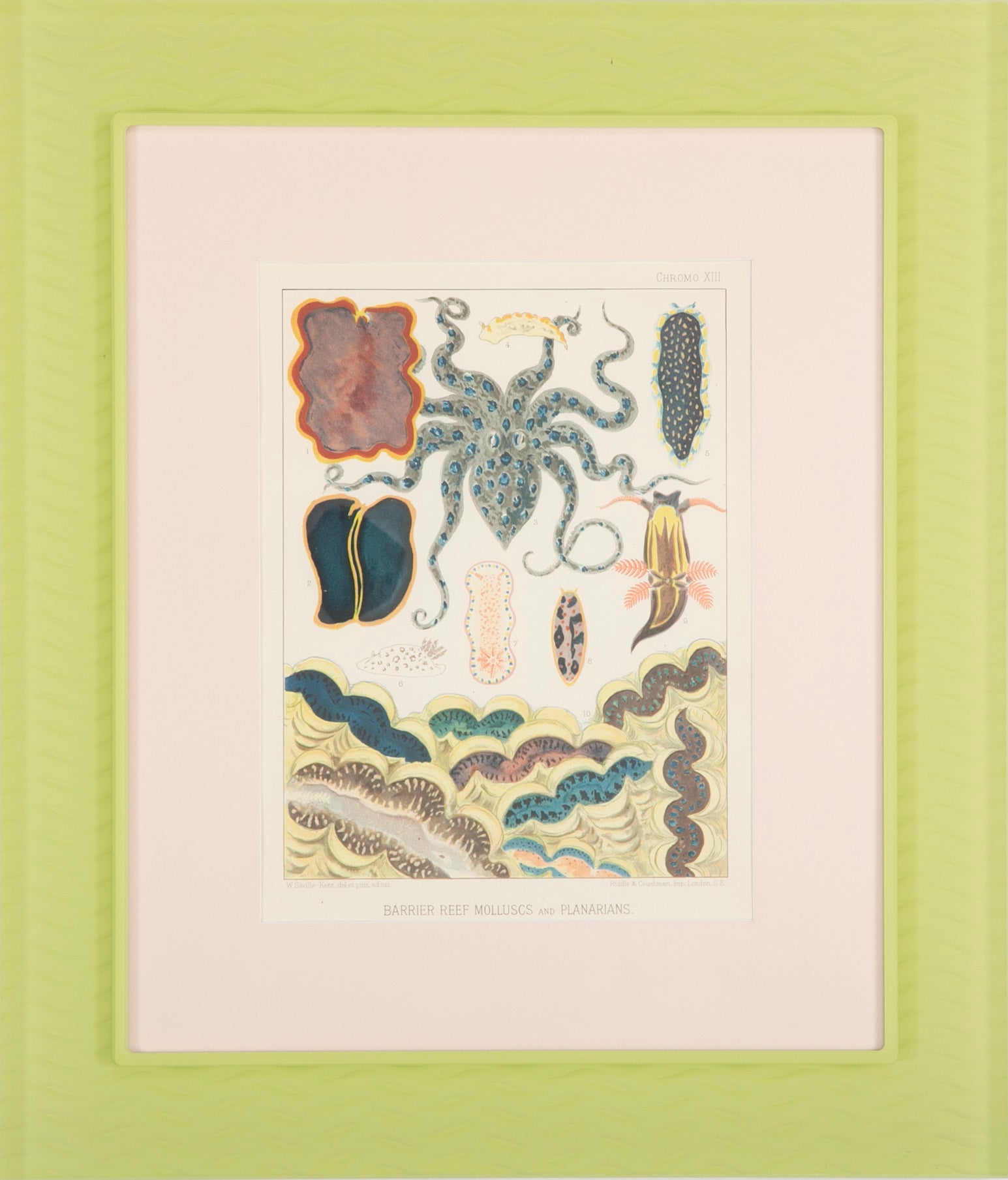 Set of Eight Chromolithographs of Australia's Great Barrier Reef