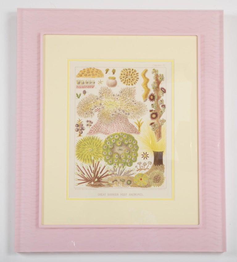 Set of Six Chromolithographs of Australia's Great Barrier Reef