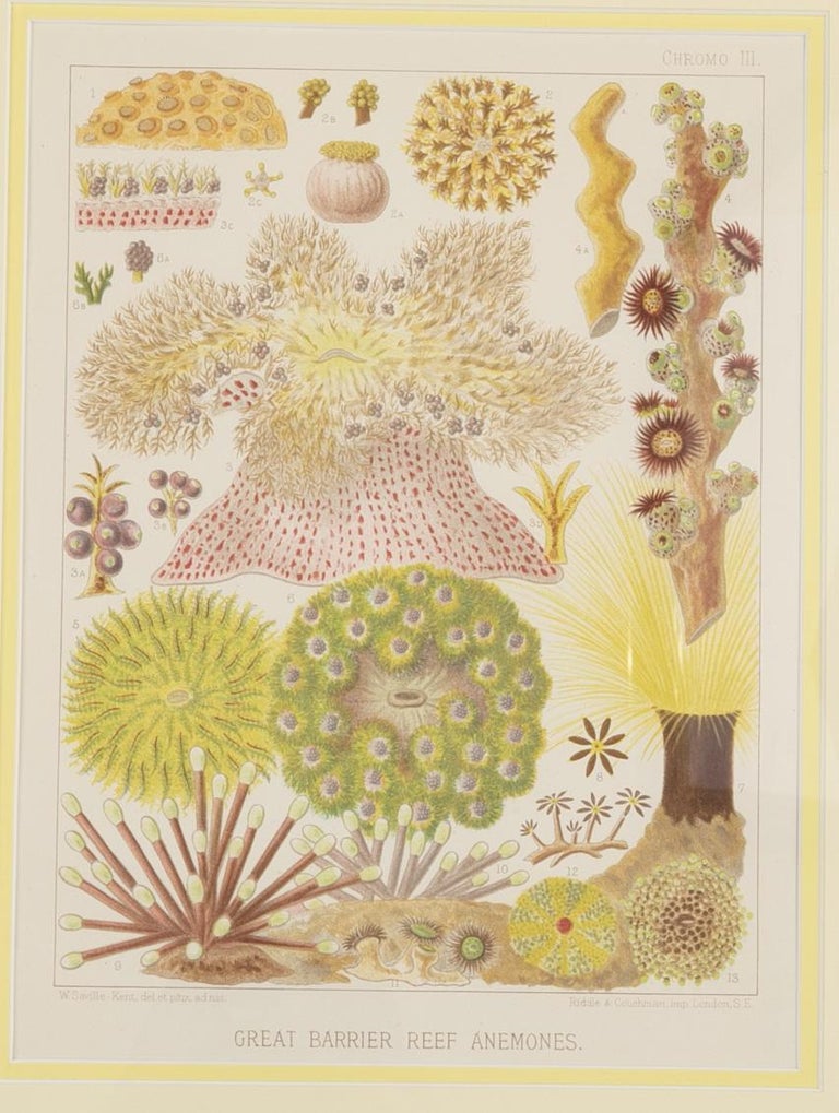 Set of Six Chromolithographs of Australia's Great Barrier Reef