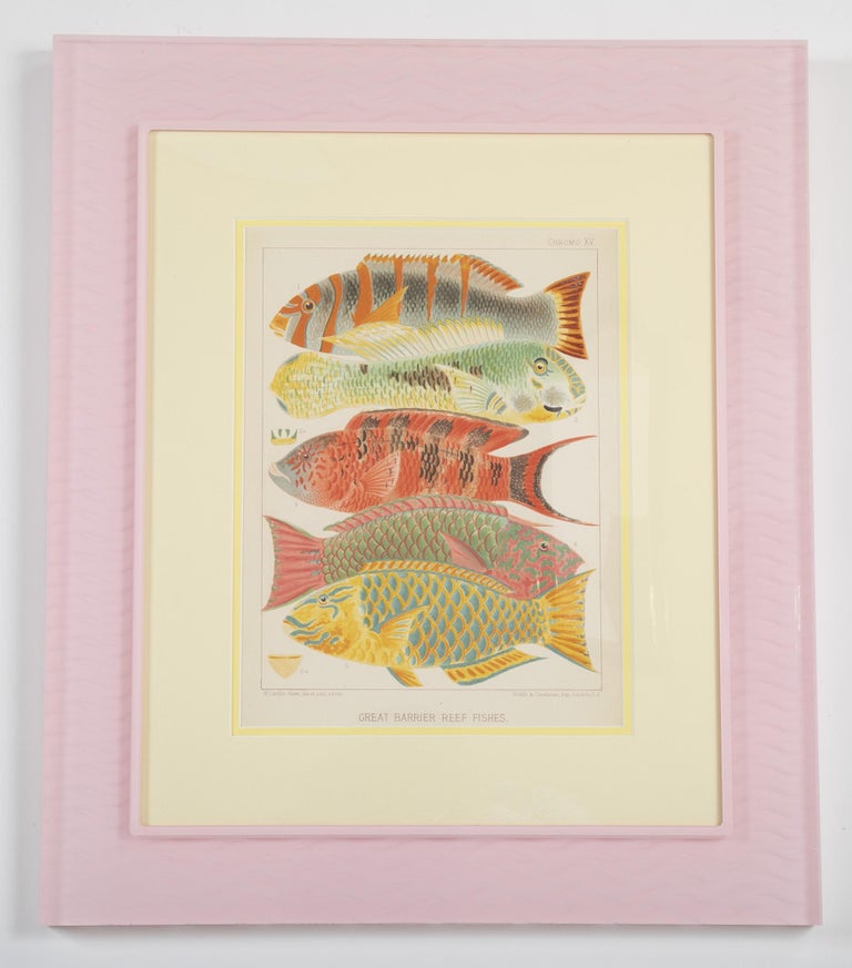 Set of Six Chromolithographs of Australia's Great Barrier Reef
