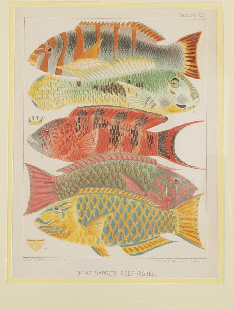 Set of Six Chromolithographs of Australia's Great Barrier Reef
