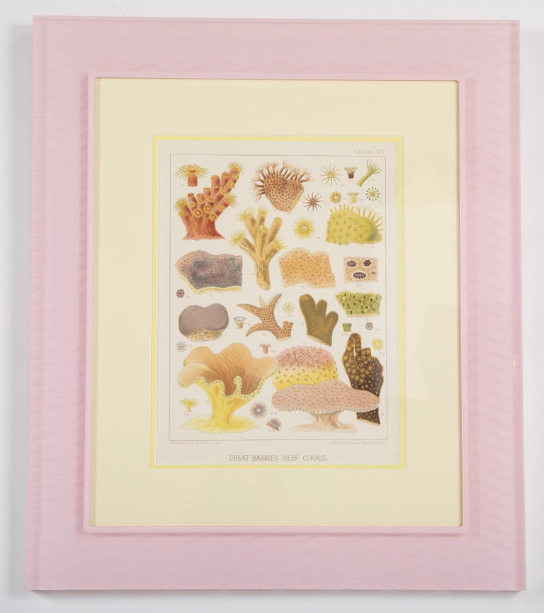 Set of Six Chromolithographs of Australia's Great Barrier Reef