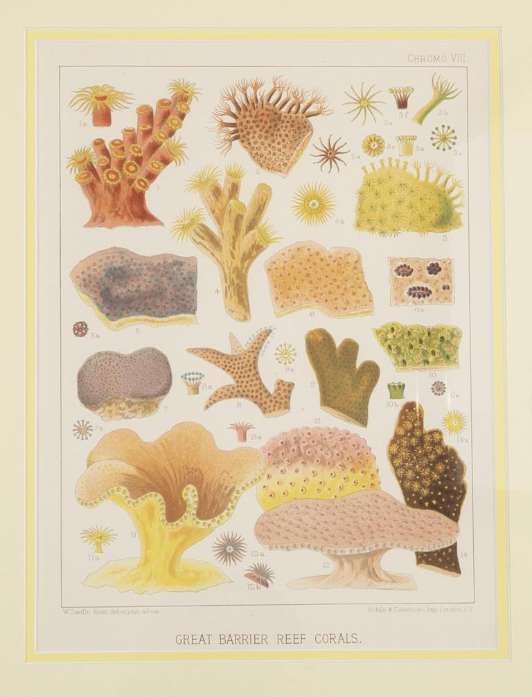 Set of Six Chromolithographs of Australia's Great Barrier Reef