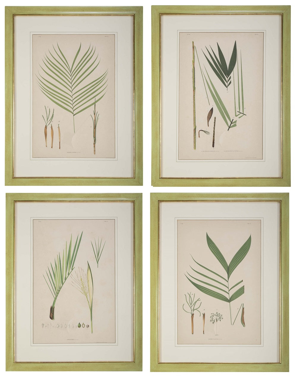 Chromolithographs of Brazilian Palms by Joao Barbosa Rodrigues