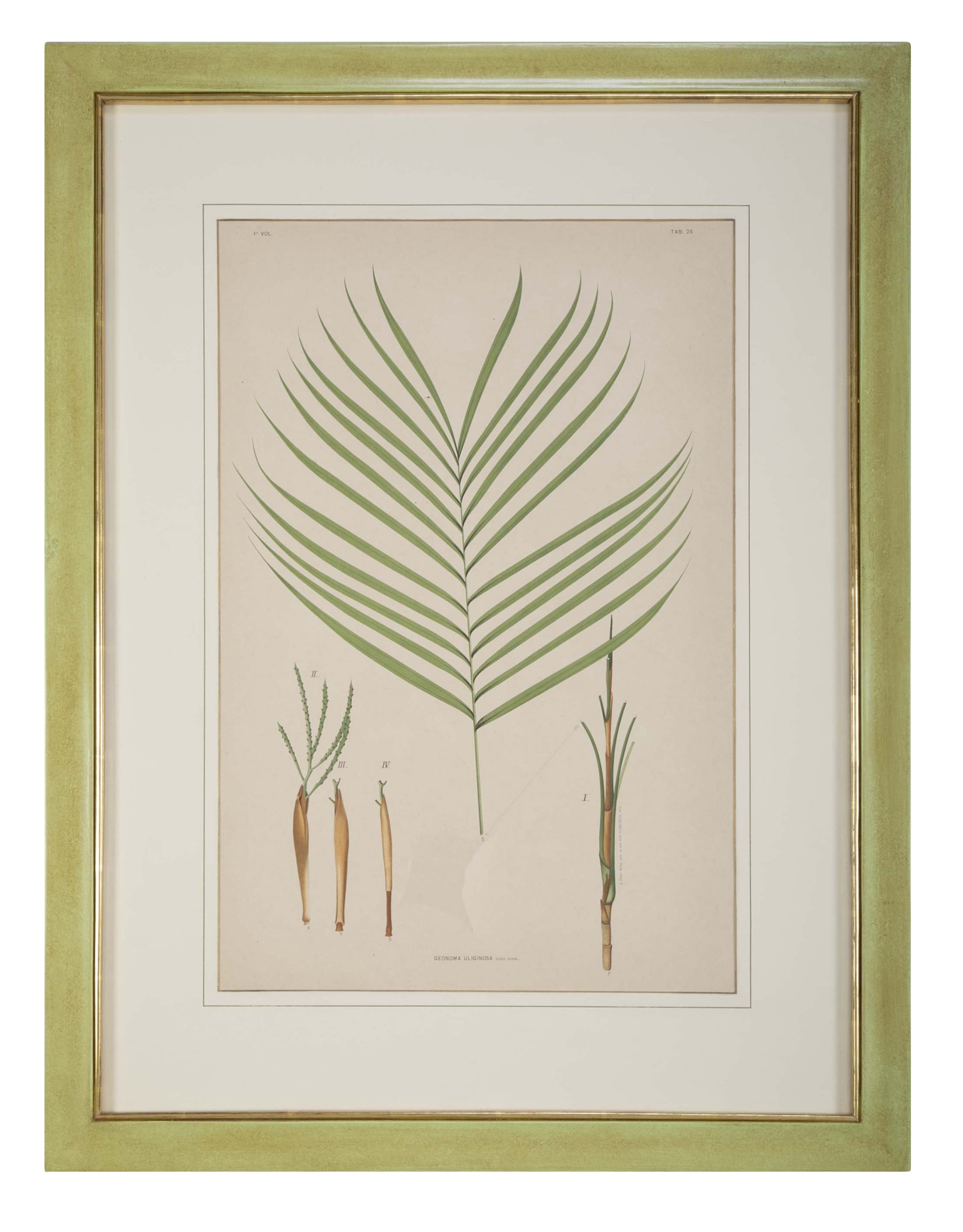 Chromolithographs of Brazilian Palms by Joao Barbosa Rodrigues