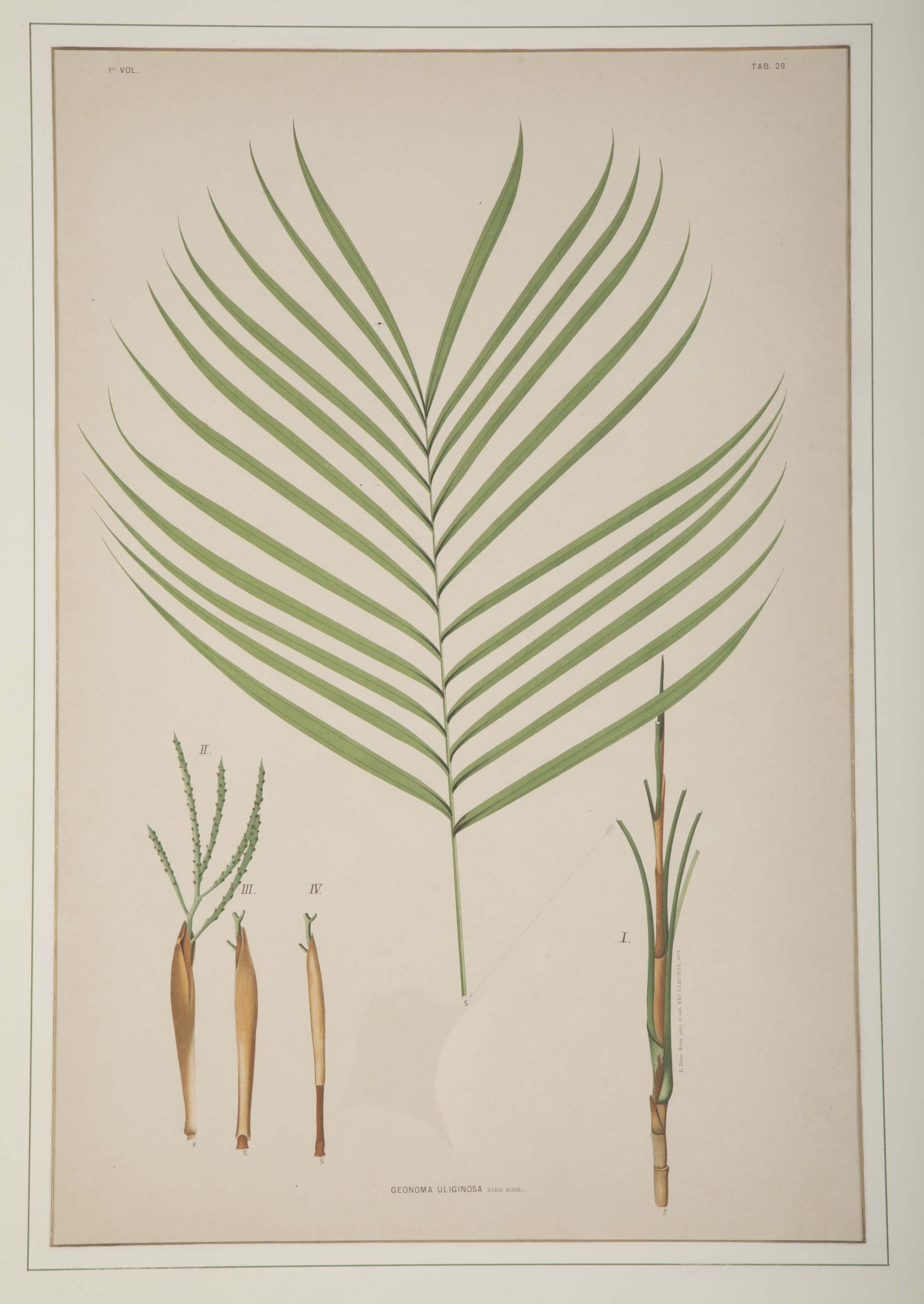 Chromolithographs of Brazilian Palms by Joao Barbosa Rodrigues
