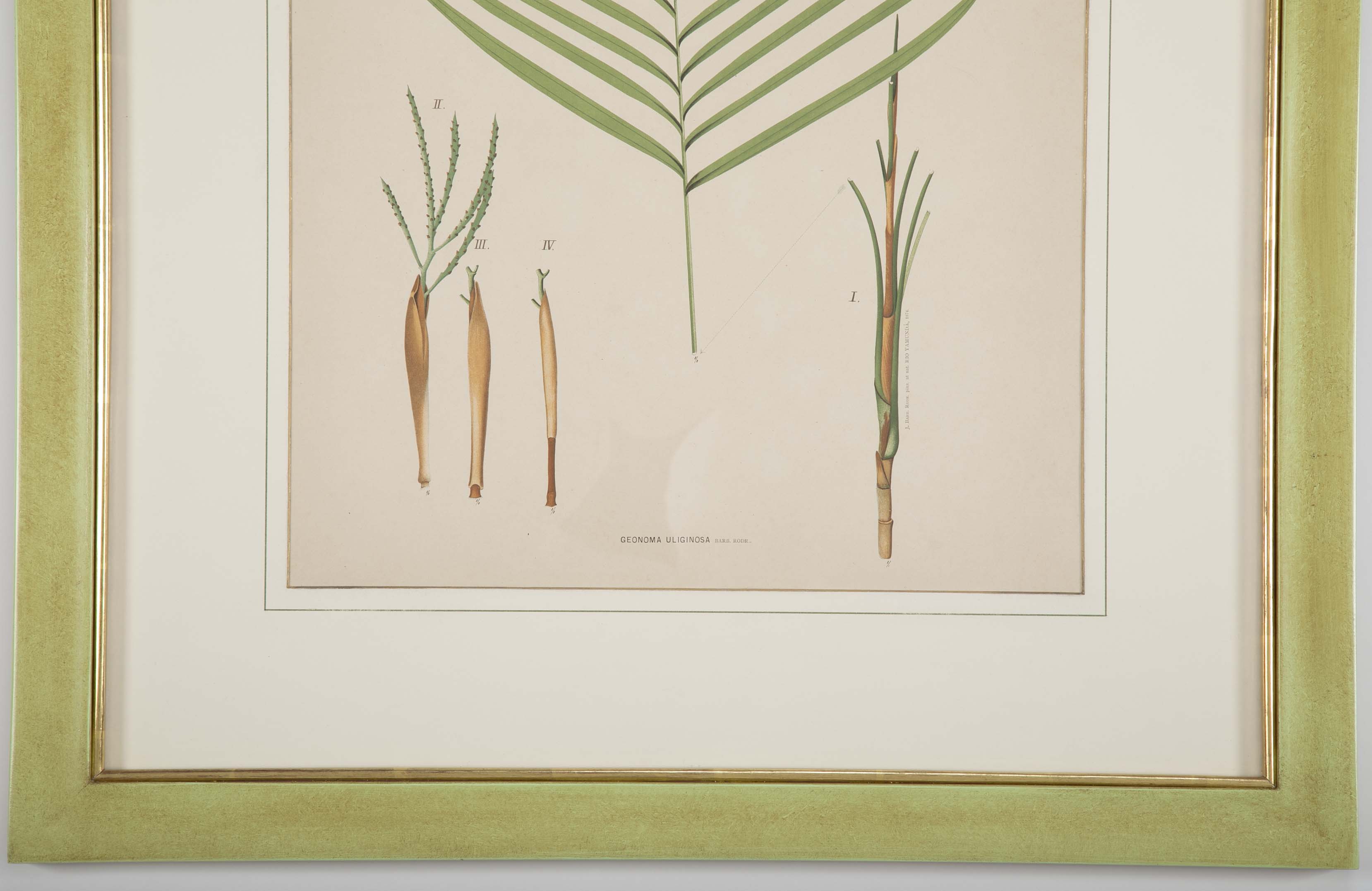 Chromolithographs of Brazilian Palms by Joao Barbosa Rodrigues