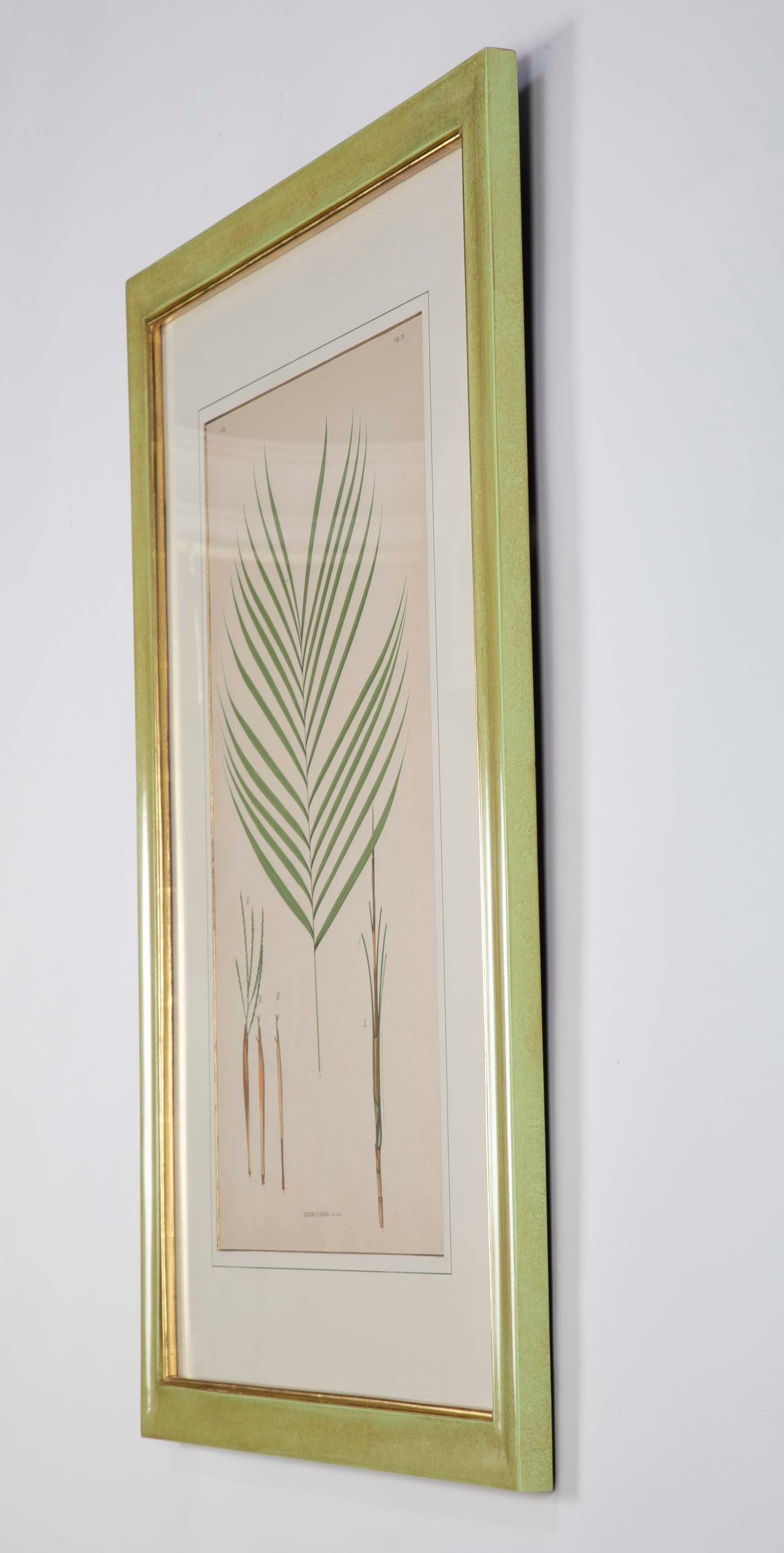 Chromolithographs of Brazilian Palms by Joao Barbosa Rodrigues