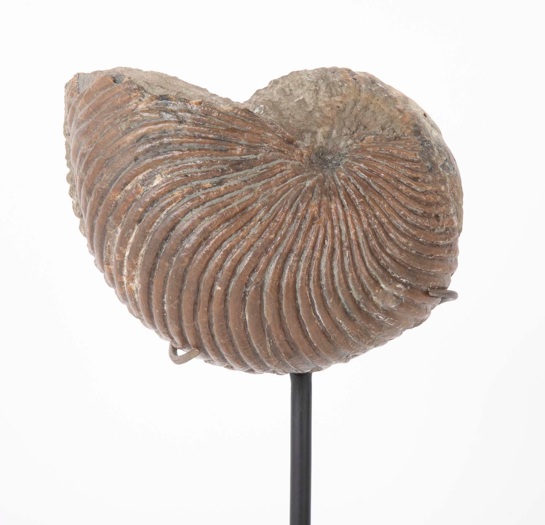 Ammonite Fossil on Modern Stand