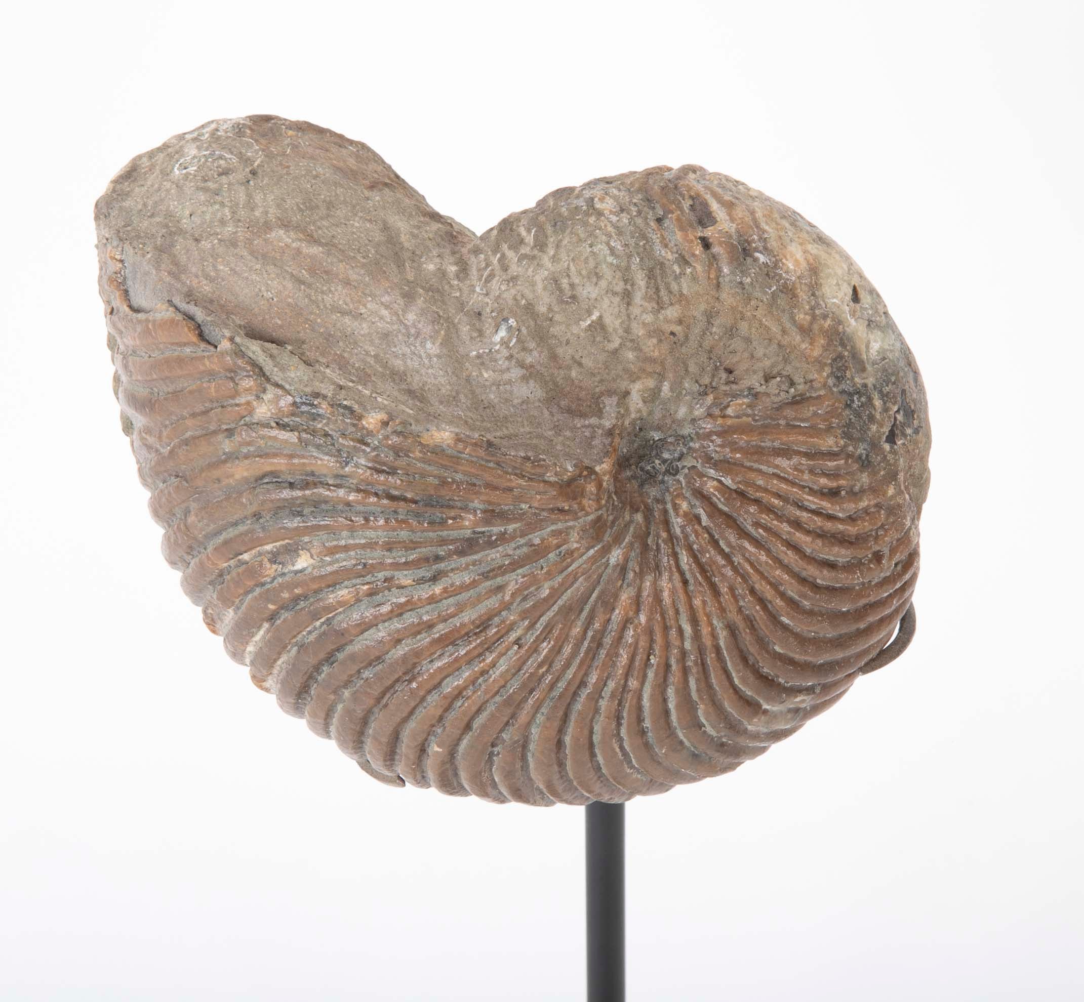 Ammonite Fossil on Modern Stand