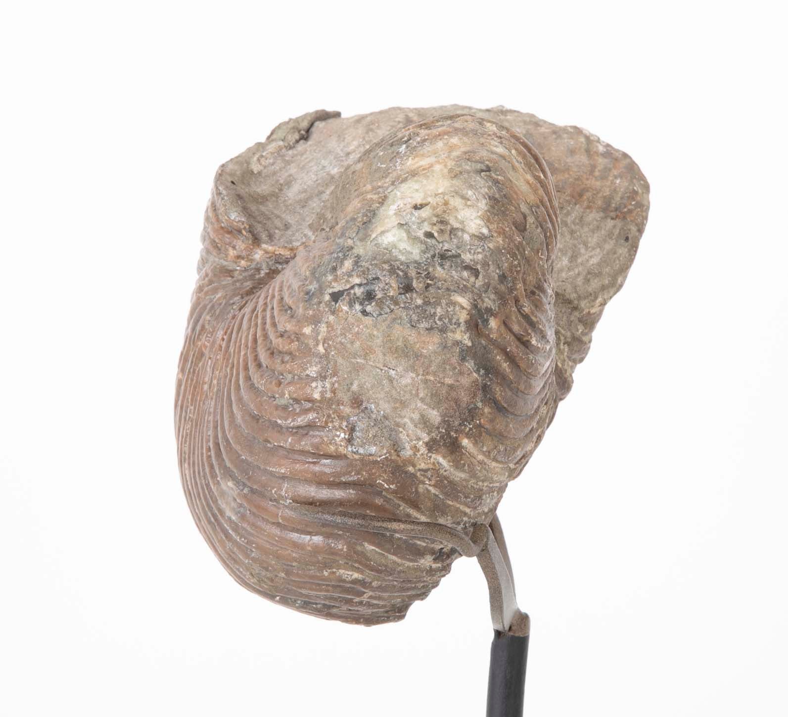 Ammonite Fossil on Modern Stand