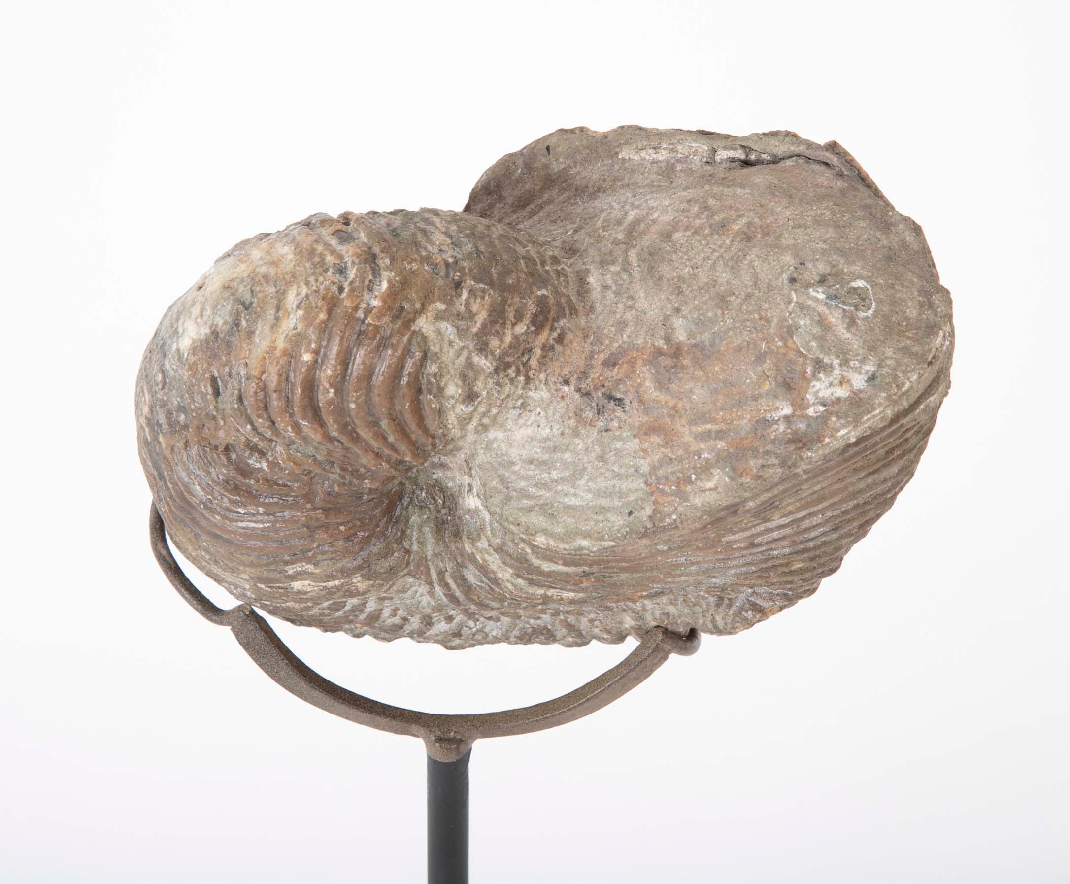 Ammonite Fossil on Modern Stand
