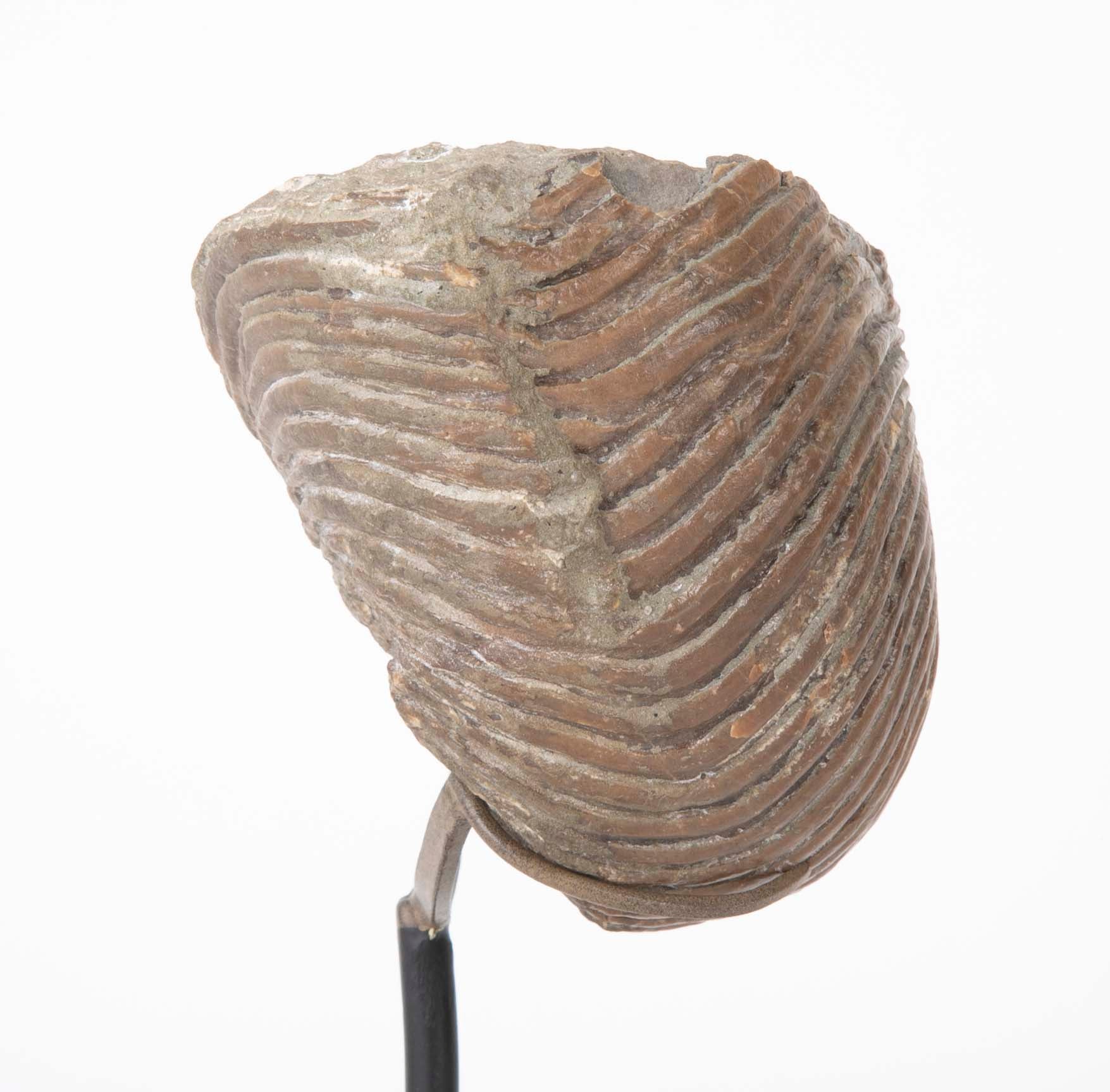 Ammonite Fossil on Modern Stand