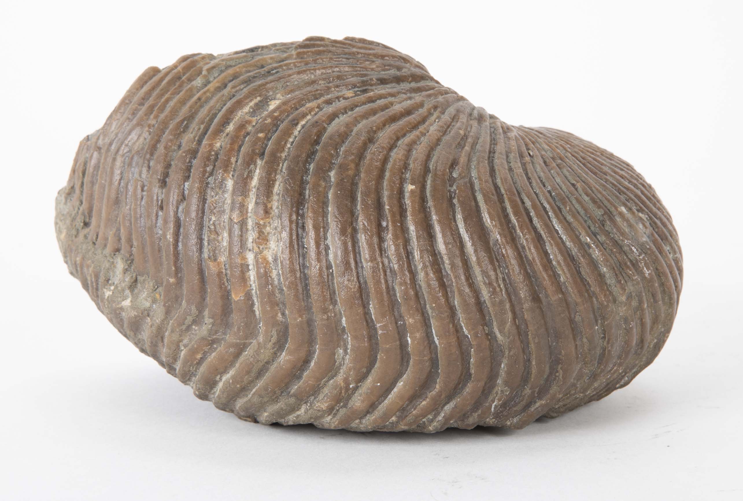 Ammonite Fossil on Modern Stand