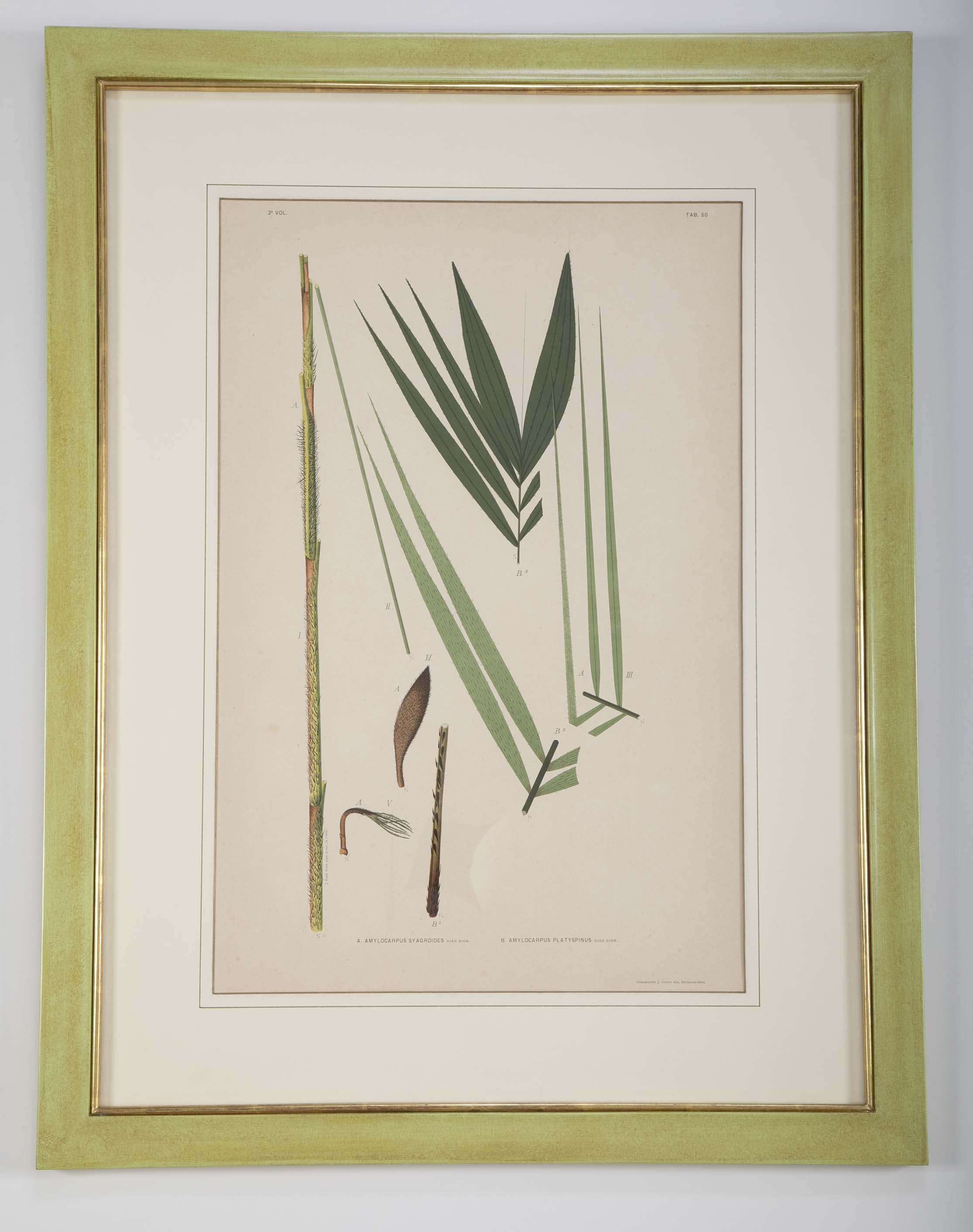 Chromolithographs of Brazilian Palms by Joao Barbosa Rodrigues