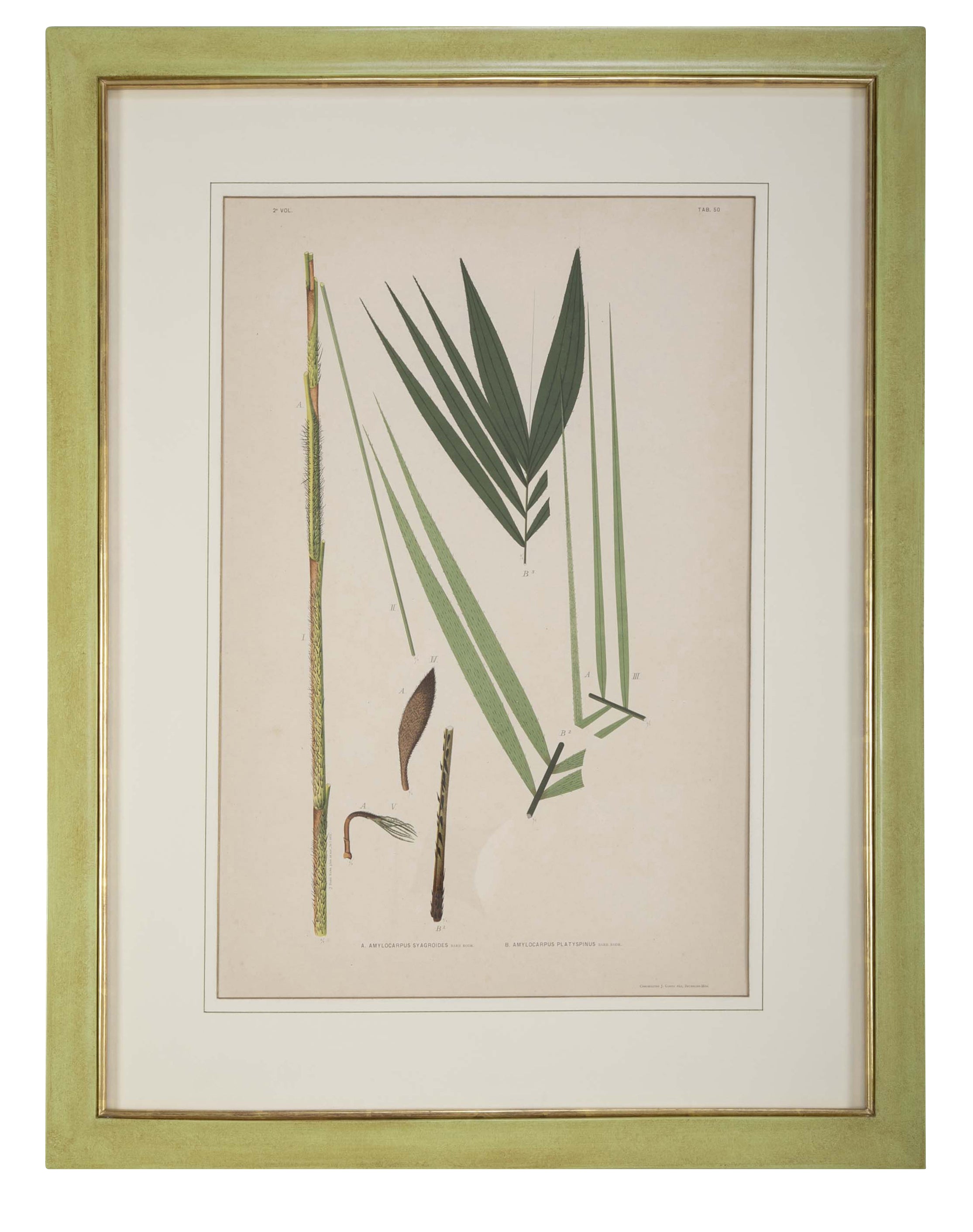 Chromolithographs of Brazilian Palms by Joao Barbosa Rodrigues