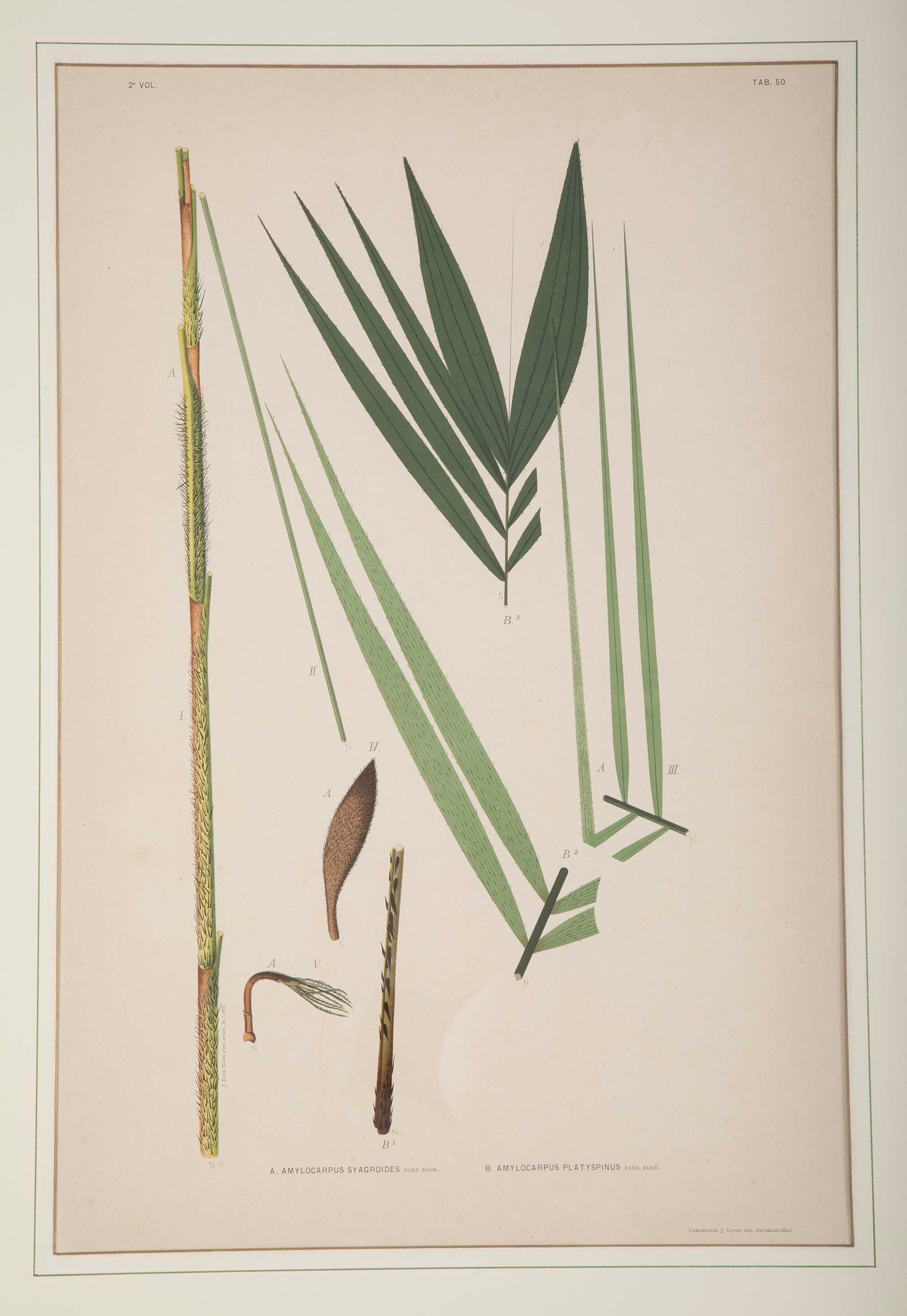 Chromolithographs of Brazilian Palms by Joao Barbosa Rodrigues