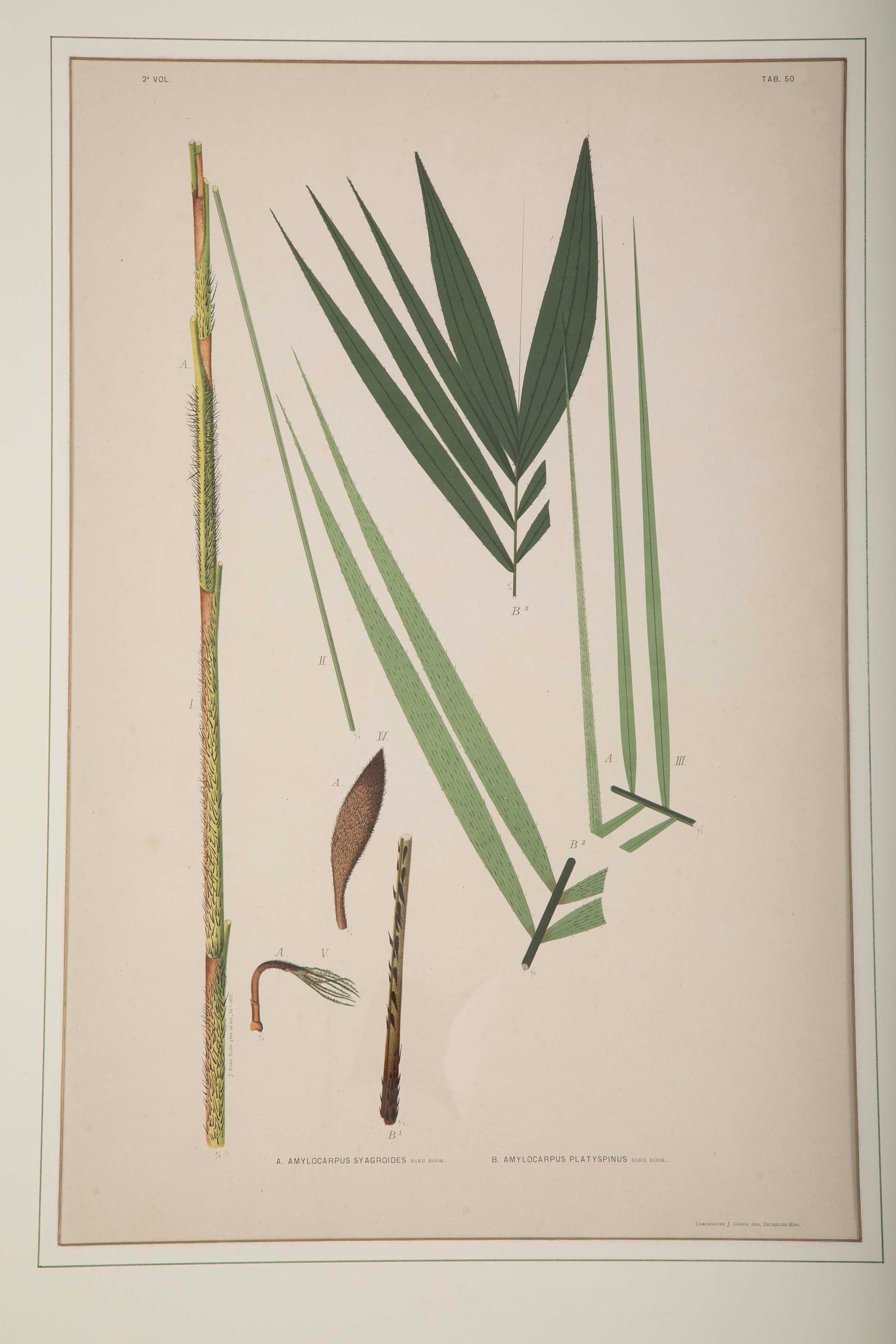 Chromolithographs of Brazilian Palms by Joao Barbosa Rodrigues