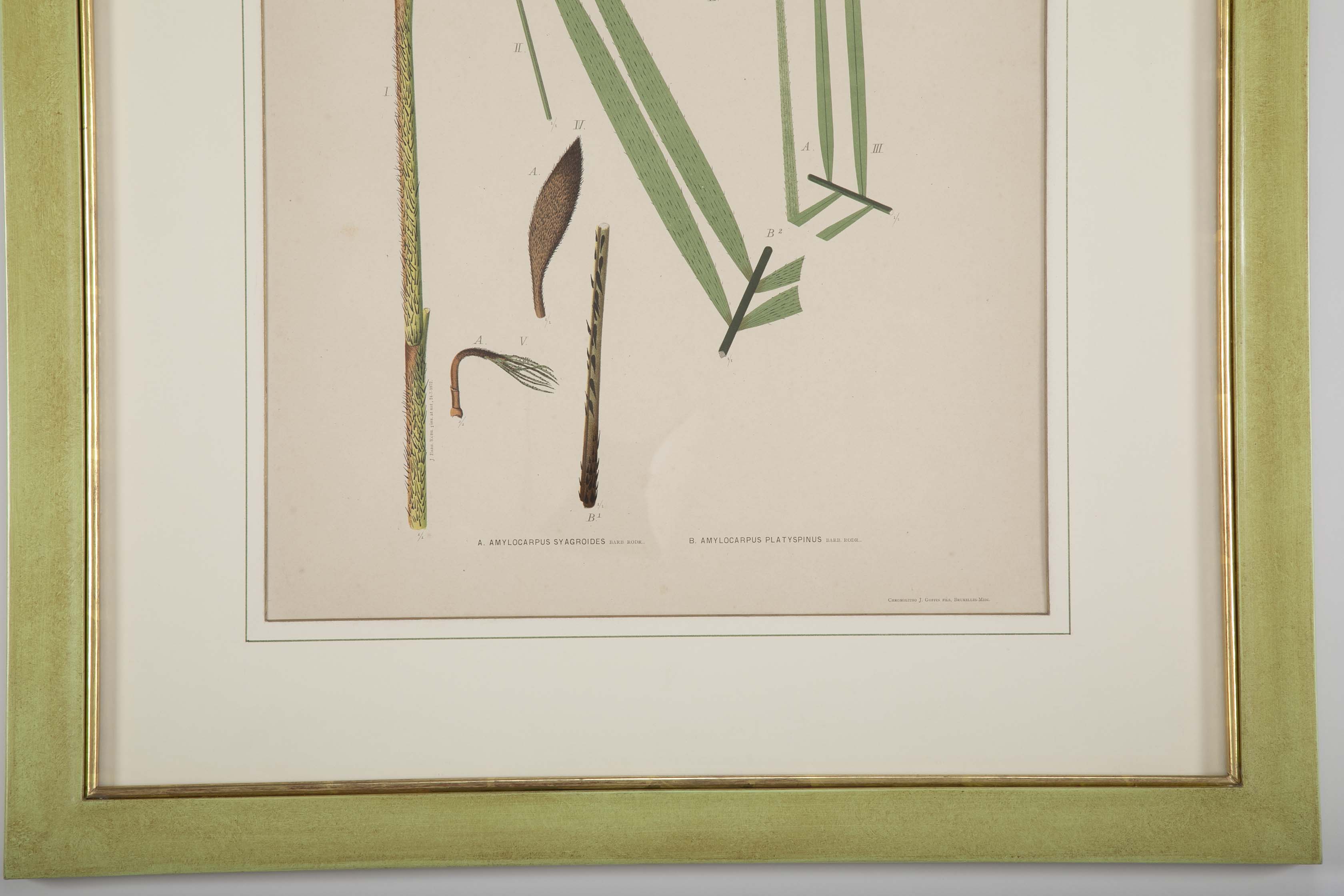 Chromolithographs of Brazilian Palms by Joao Barbosa Rodrigues
