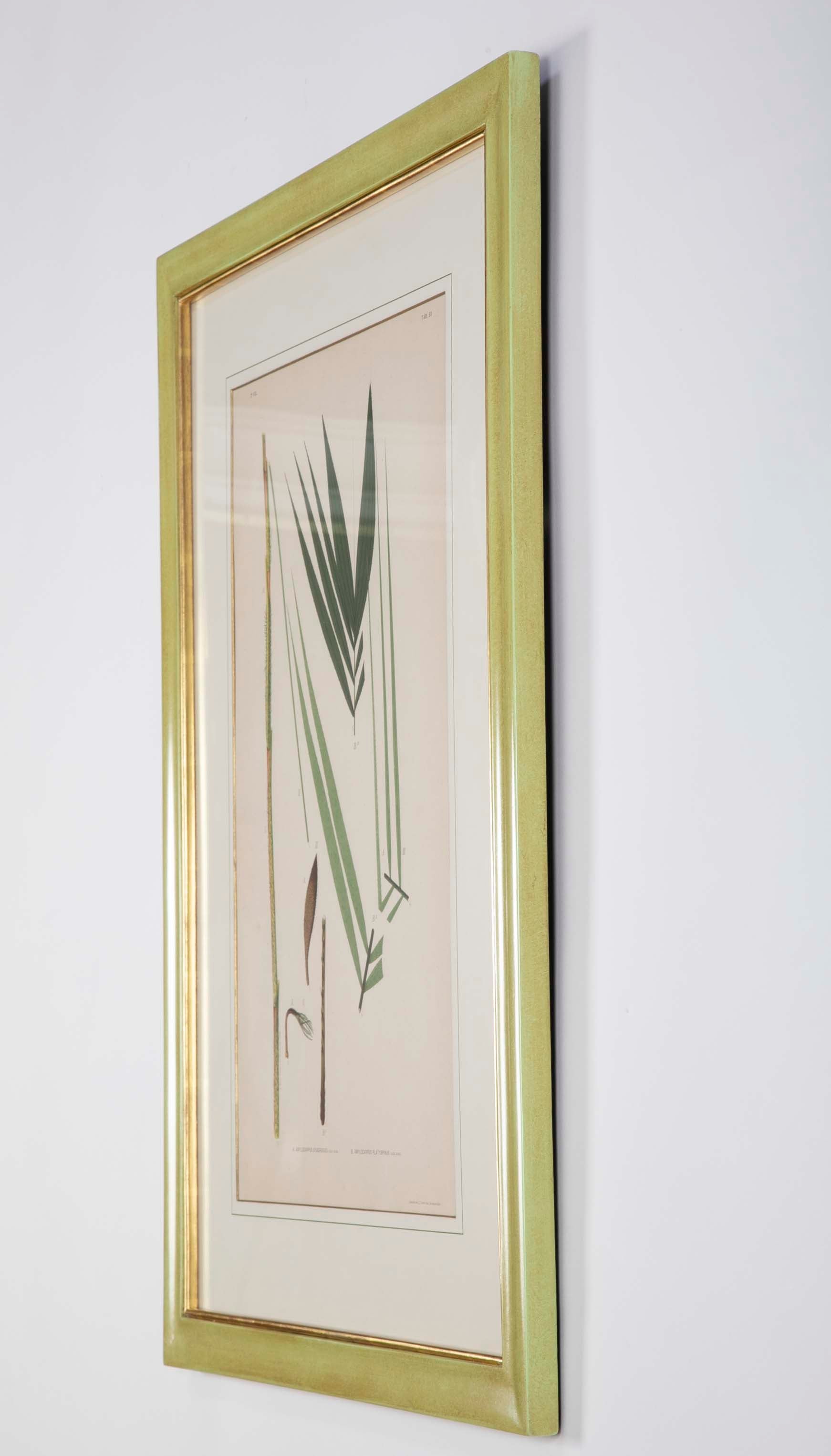 Chromolithographs of Brazilian Palms by Joao Barbosa Rodrigues